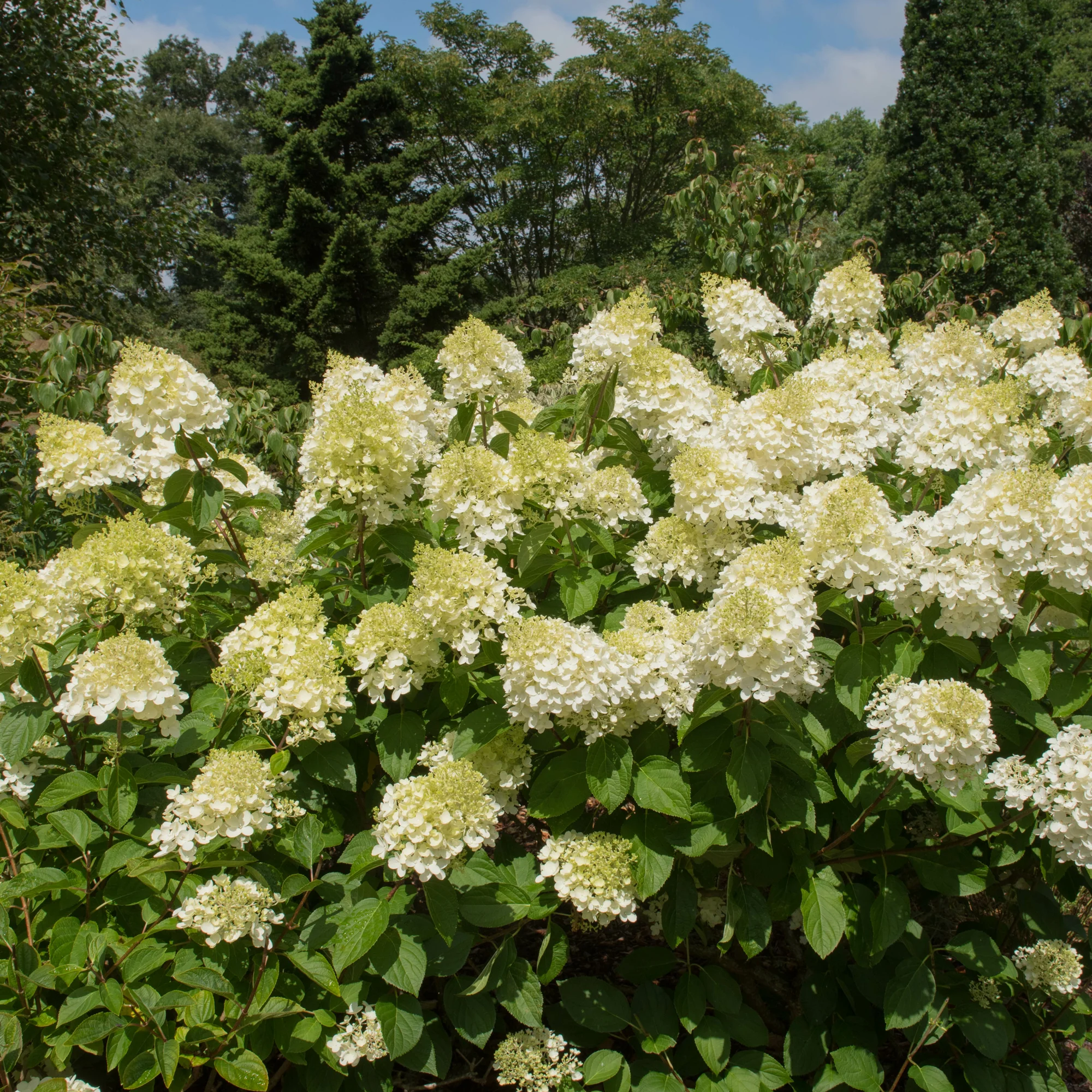 Hortensia paniculé 'Silver Dollar' - Image 7