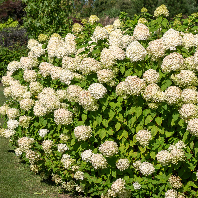 Hortensia paniculé 'Silver Dollar' - Image 8