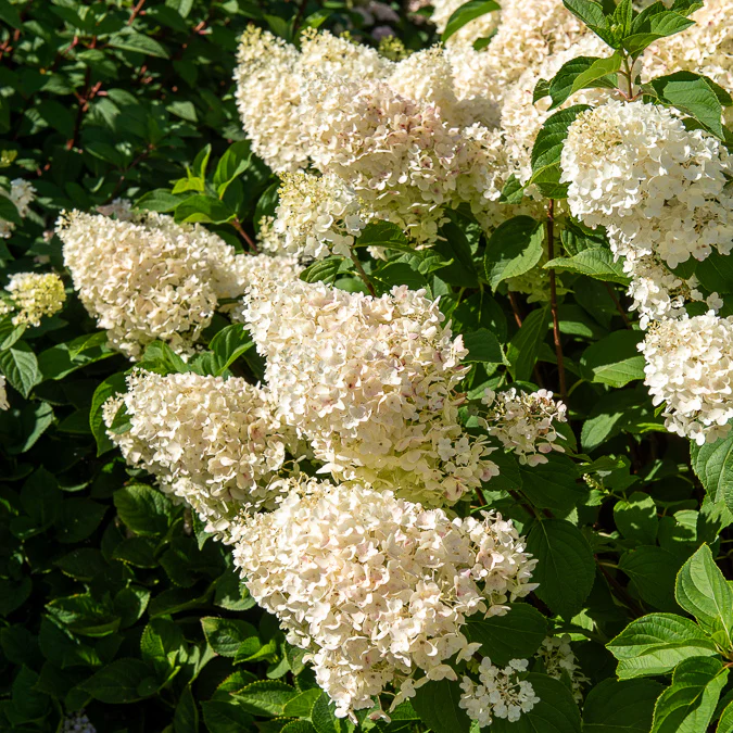 Hortensia paniculé 'Silver Dollar' - Image 9