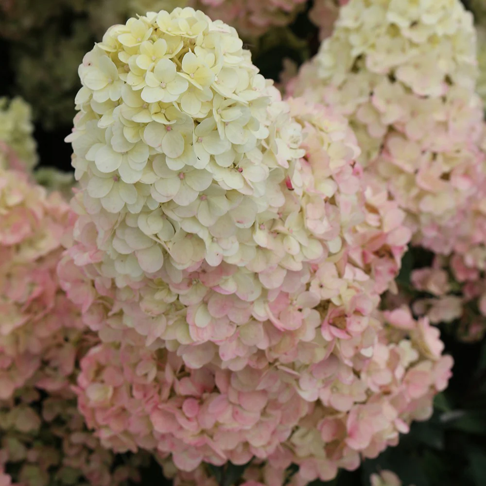Hortensia paniculé SUNDAE FRAISE® Rensun - Image 2