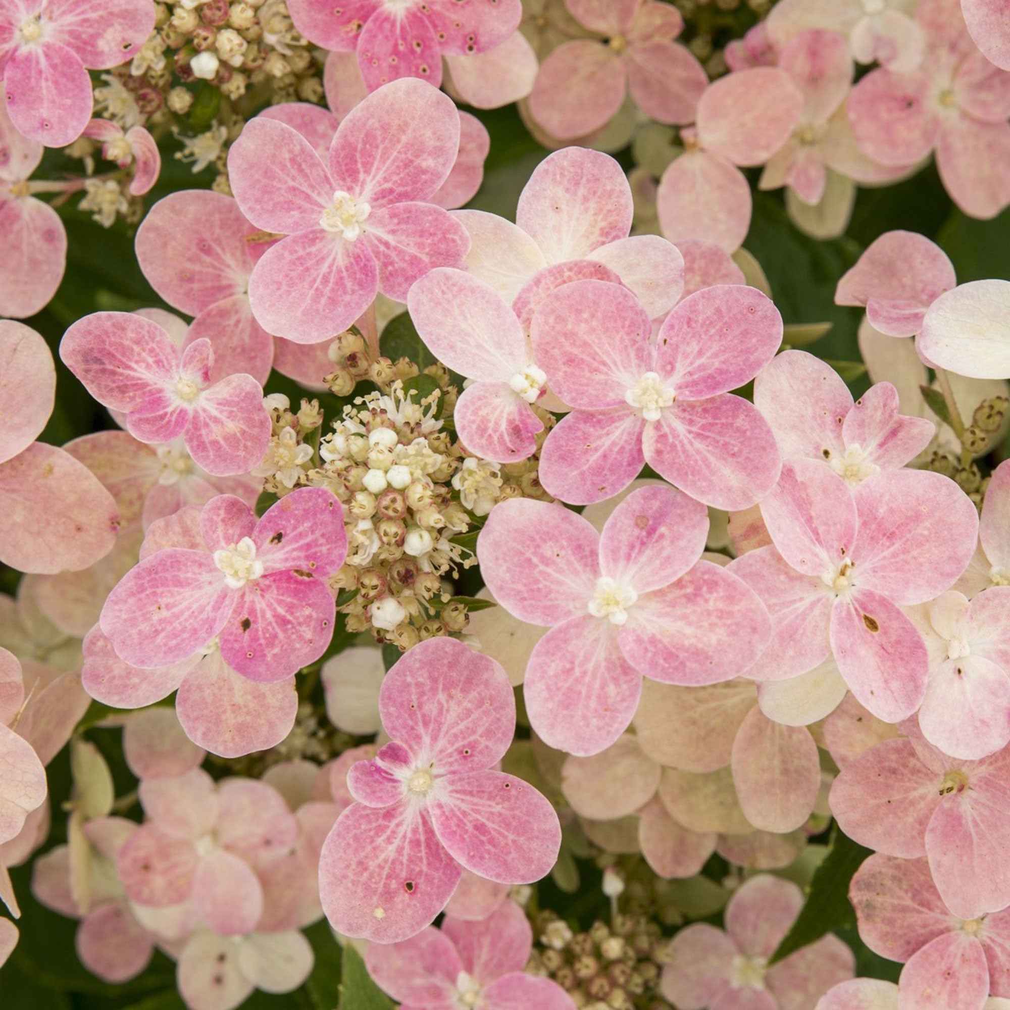 Hortensia paniculé 'Switch Ophelia'® - Image 2