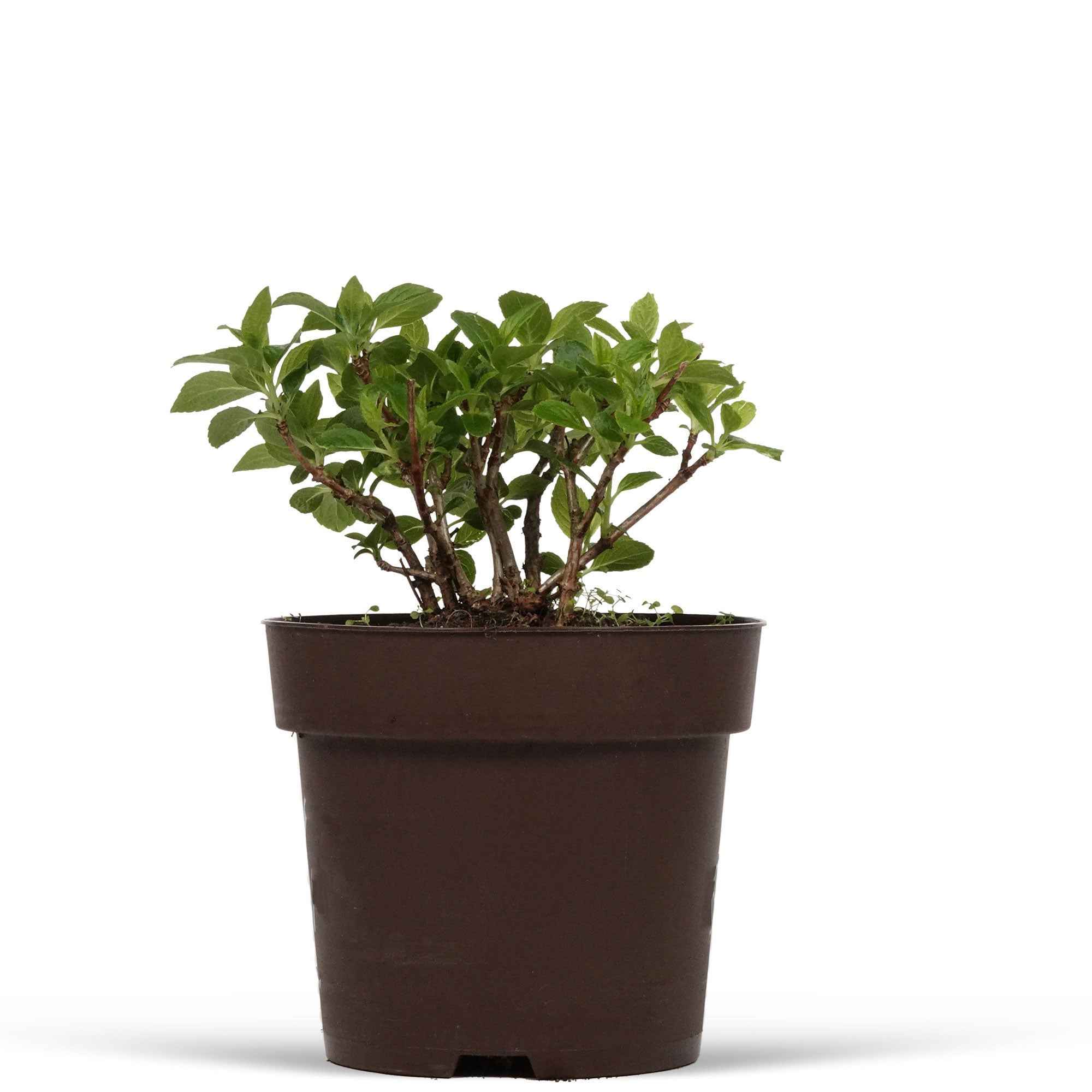 Hortensia paniculé 'Switch Ophelia'® - Image 3