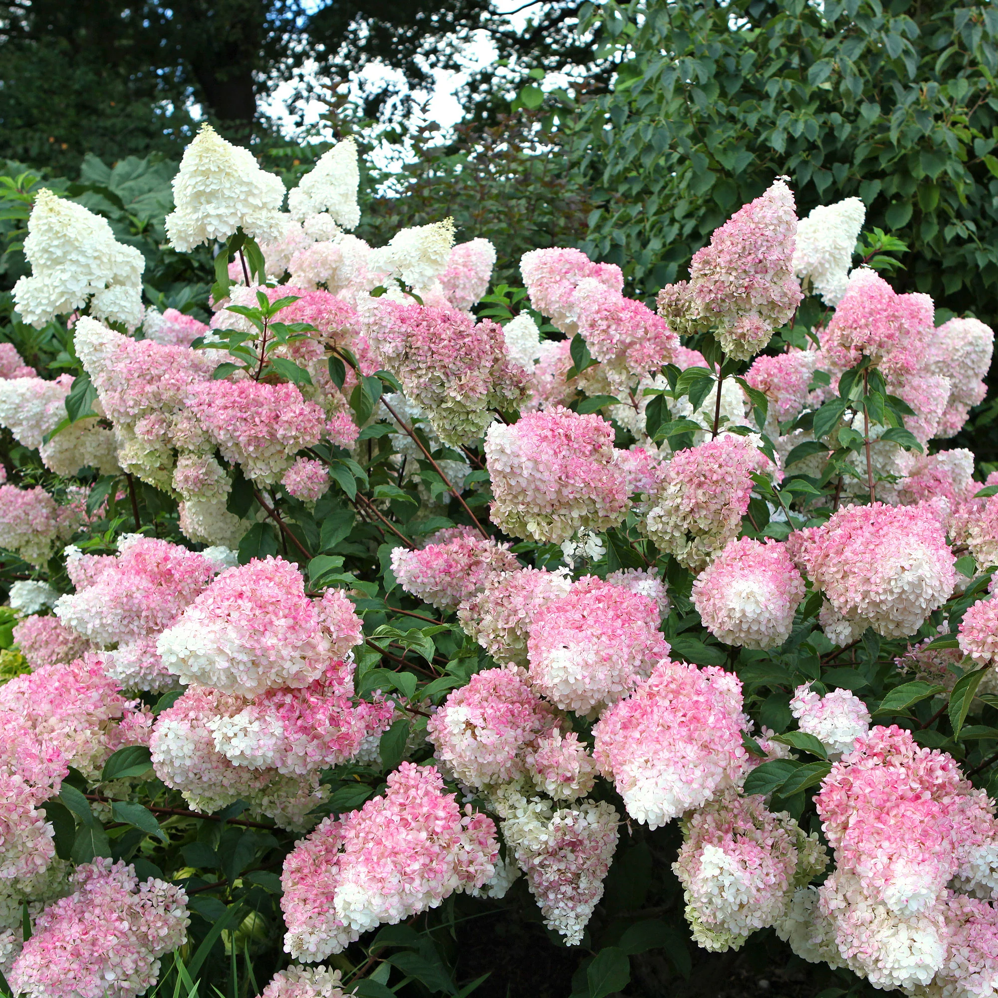 Hortensia paniculé 'Vanille Fraise' - Image 3