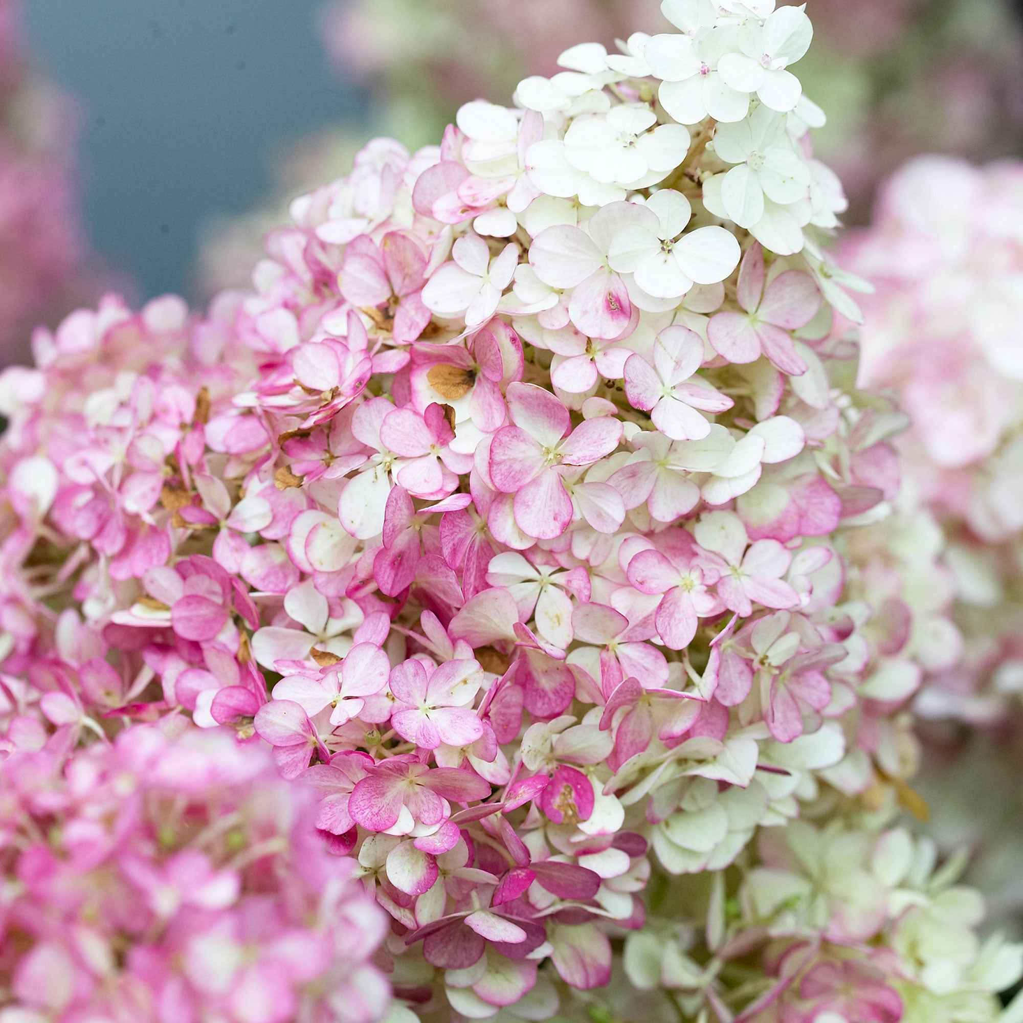 Hortensia paniculé 'Vanille Fraise' - Image 4