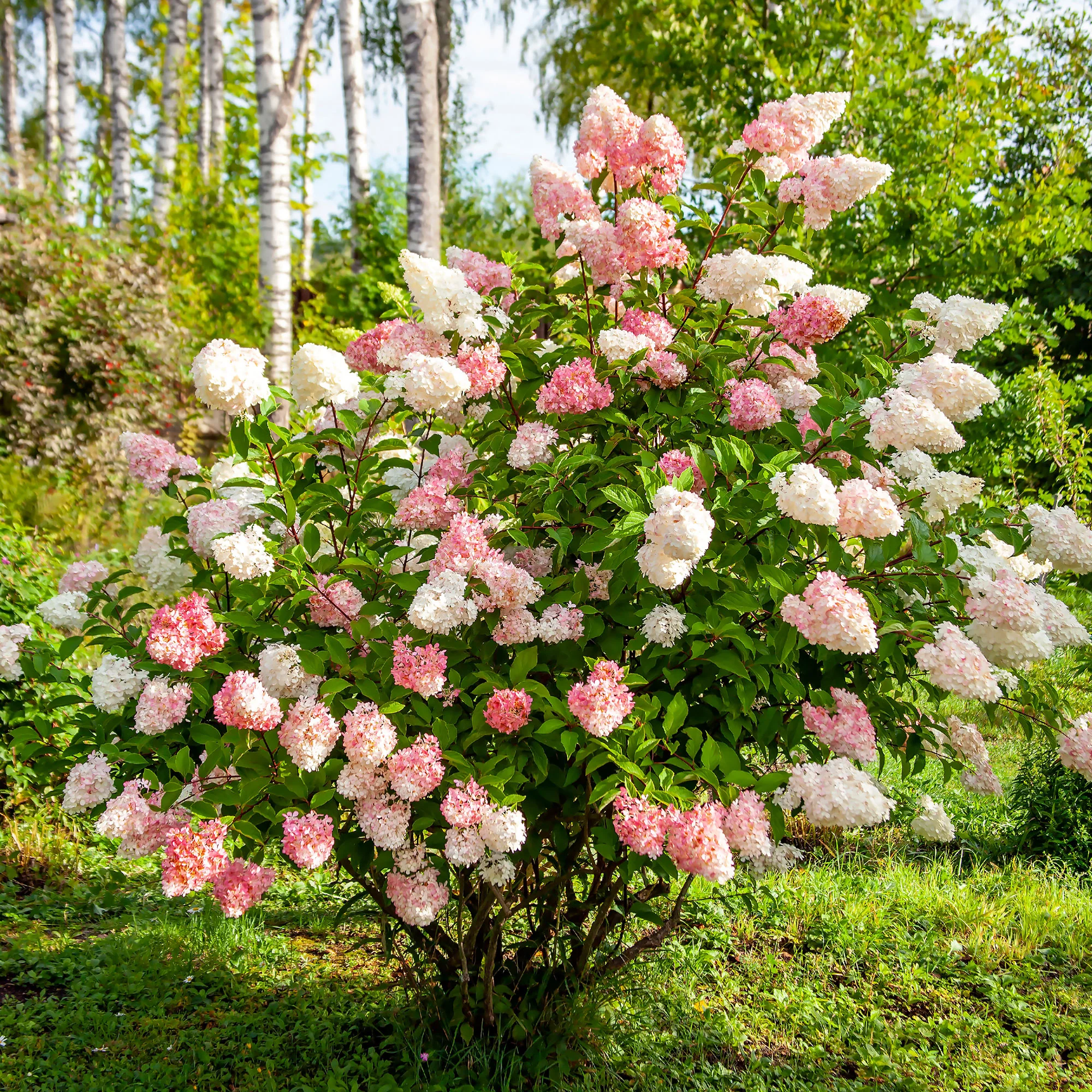 Hortensia paniculé 'Vanille Fraise' - Image 5