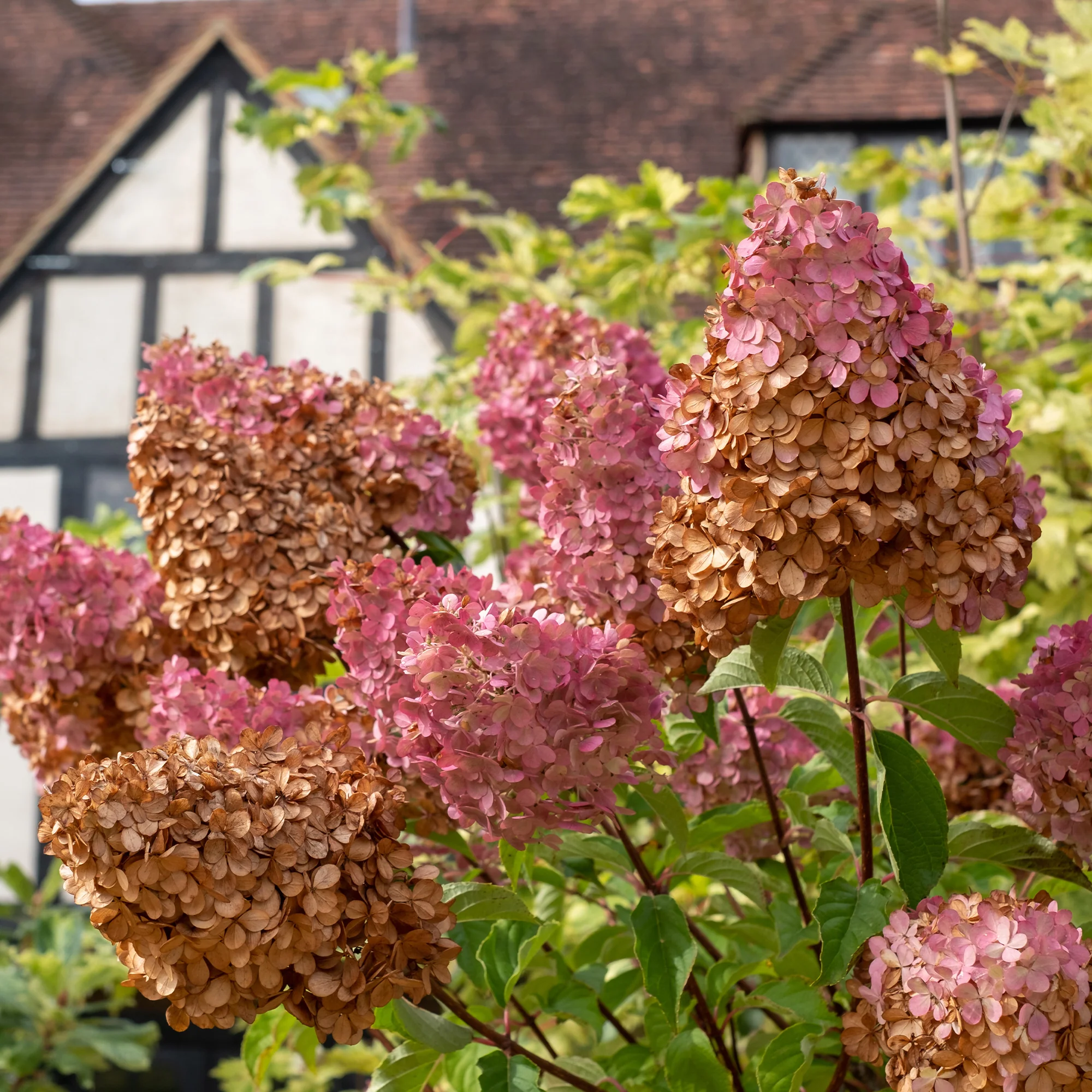 Hortensia paniculé 'Vanille Fraise' - Image 6
