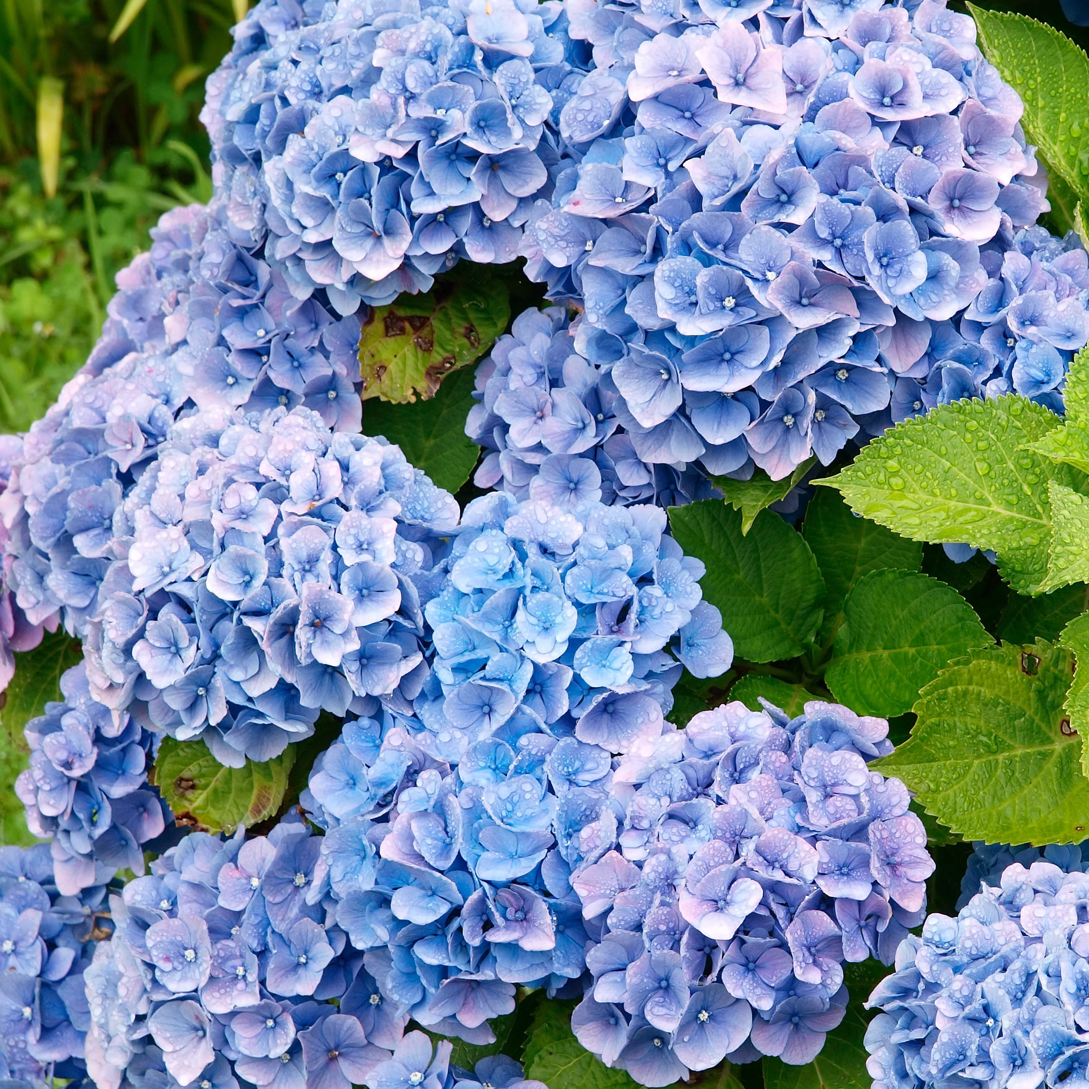 Hortensia bleu - Image 2