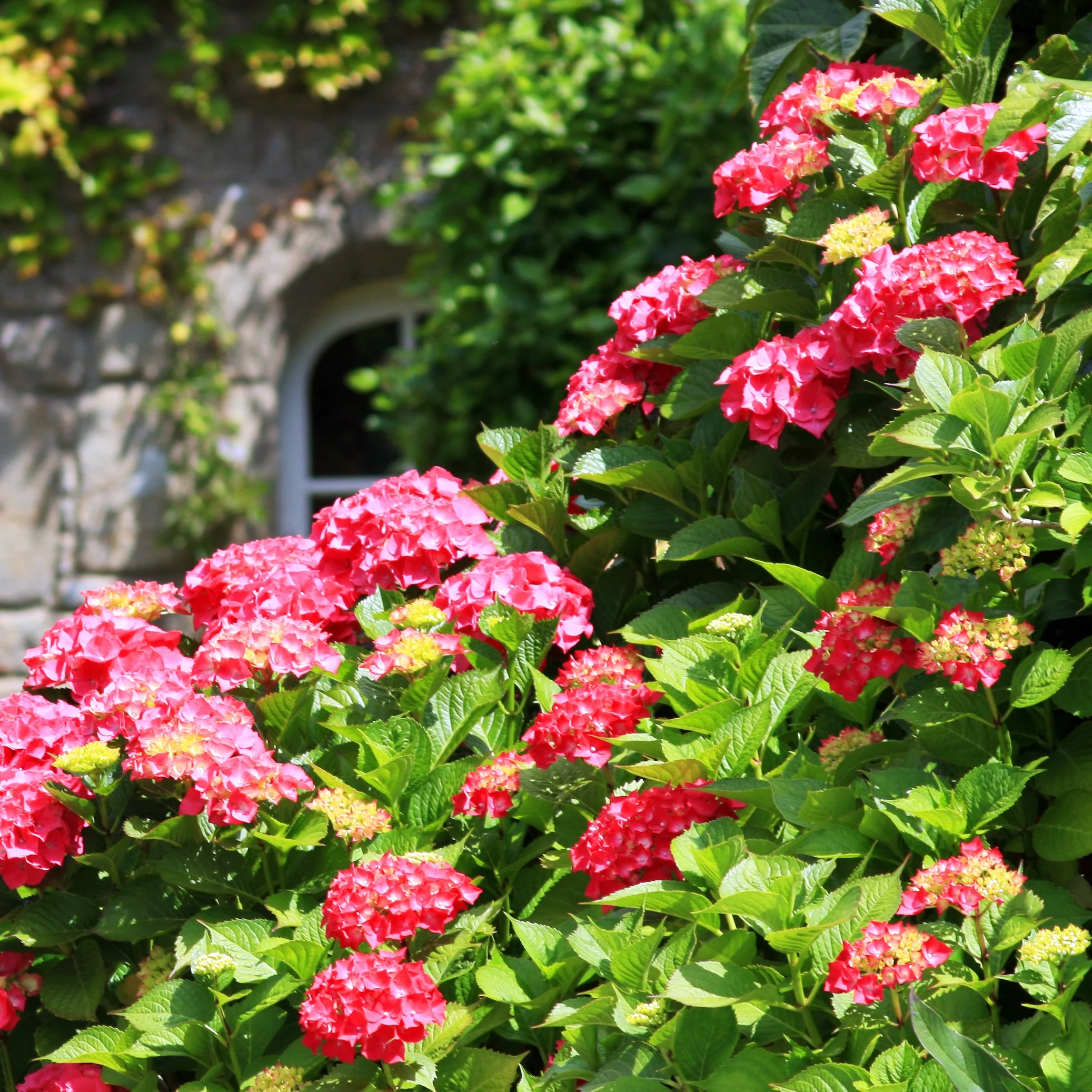 Hortensia rouge - Image 2