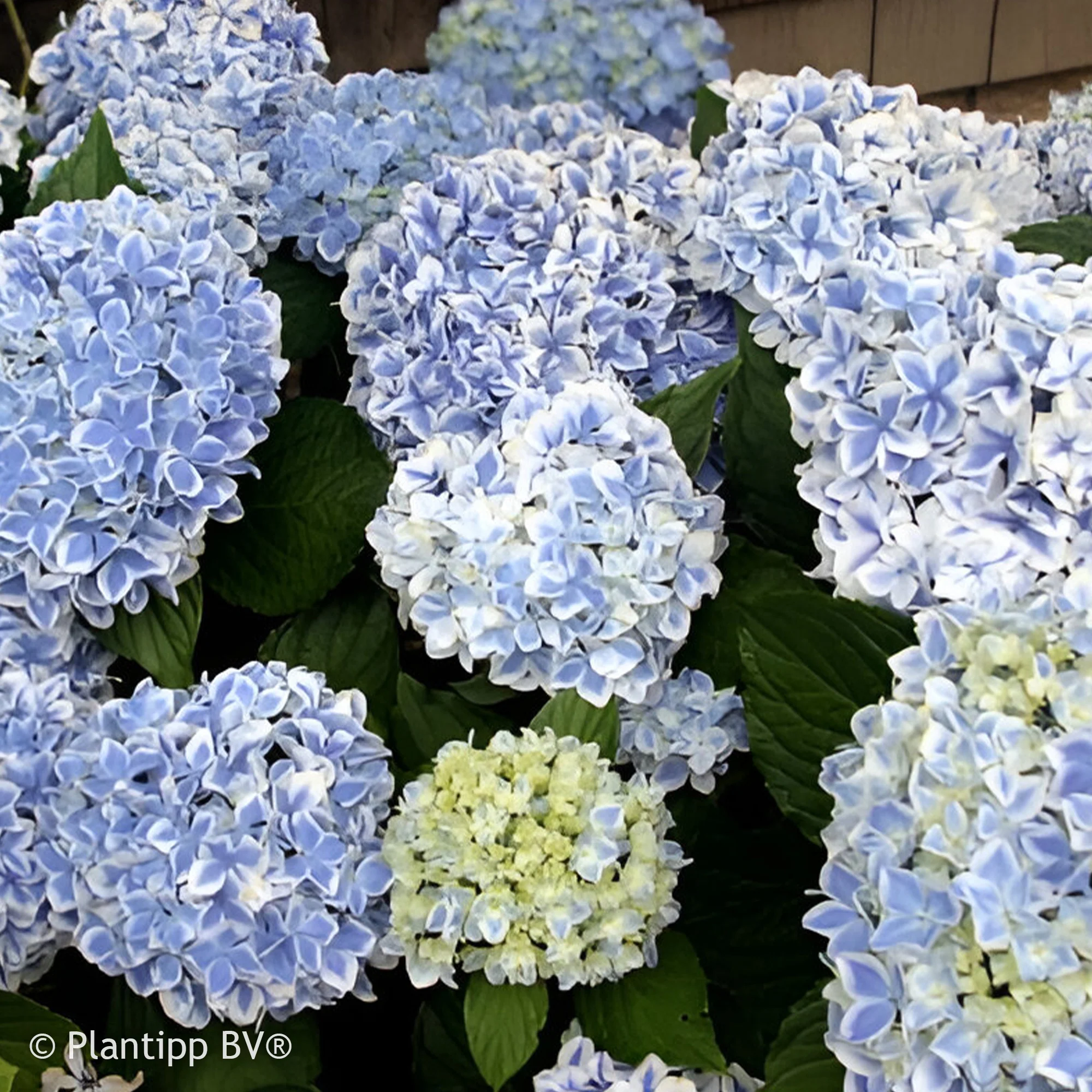 Hortensia Peppermint - Image 3