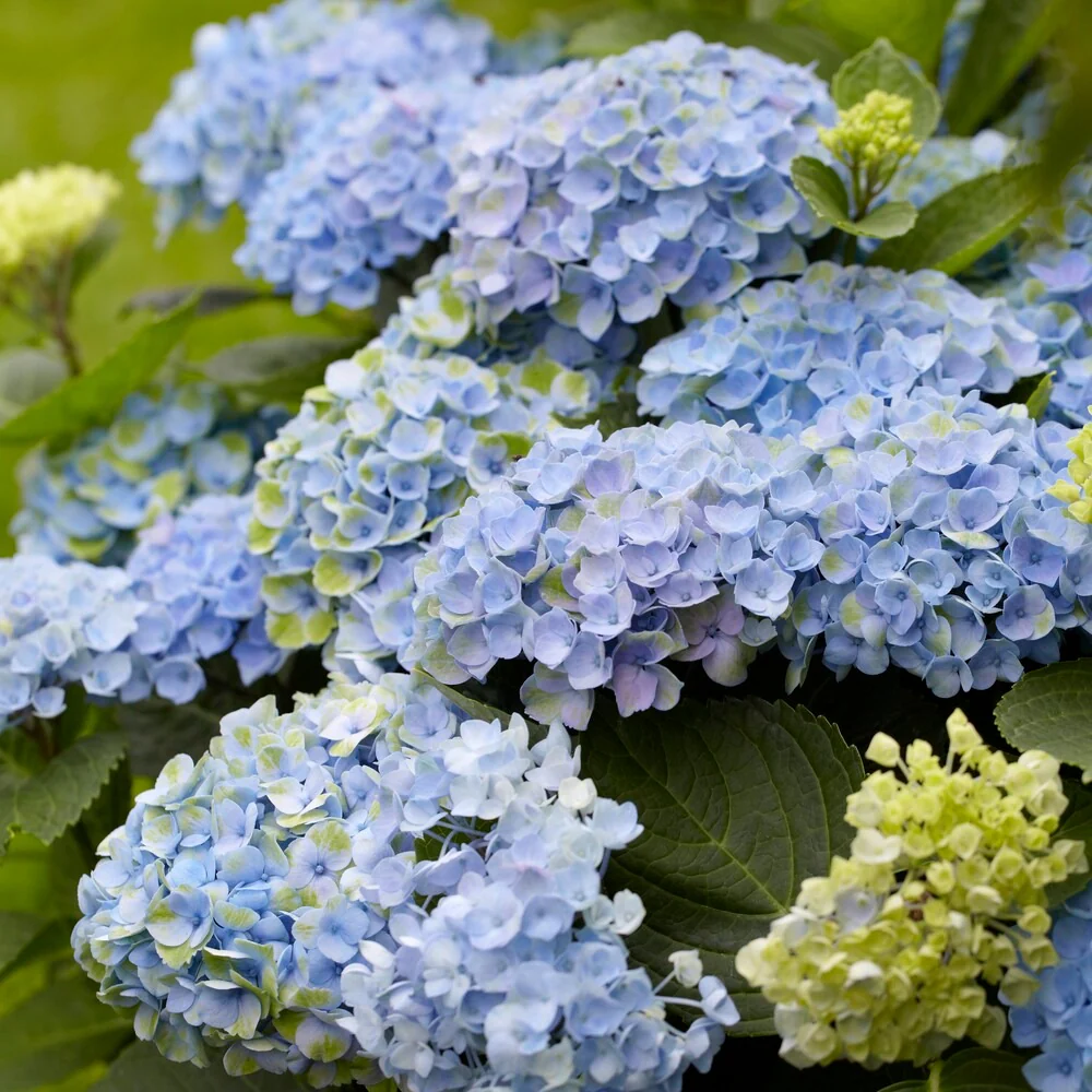 Hortensia 'Revolution Blue' - Image 3