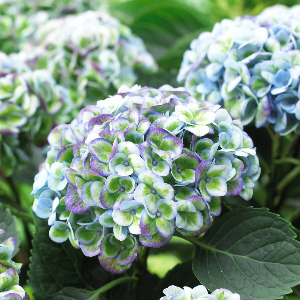 Hortensia 'Revolution Blue' - Image 4
