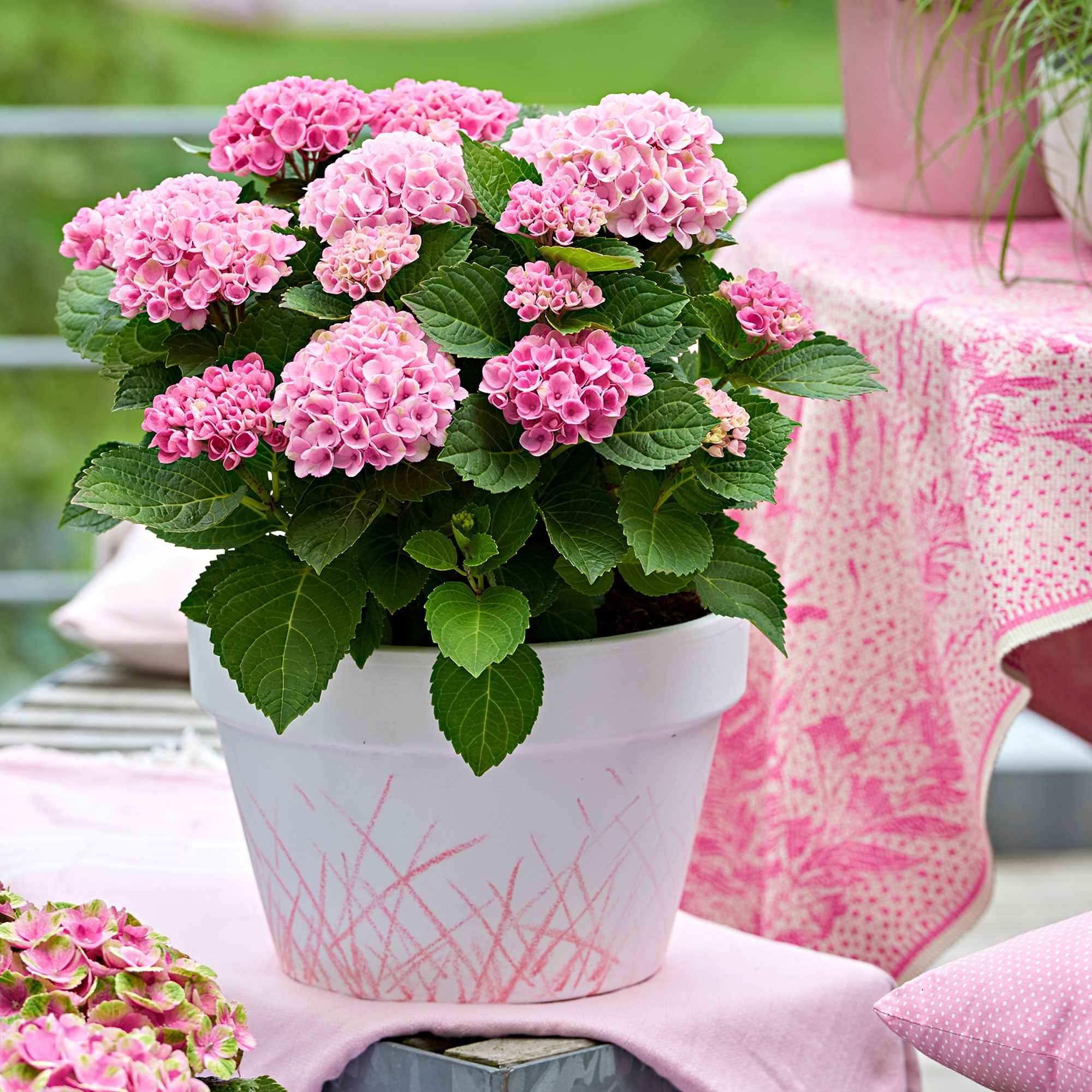 Hortensia 'Revolution Pink'