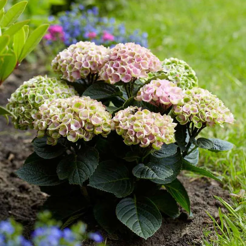 Hortensia 'Revolution Pink' - Image 2