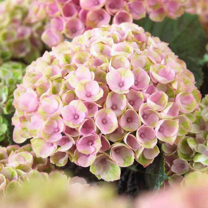 Hortensia 'Revolution Pink' - Image 3