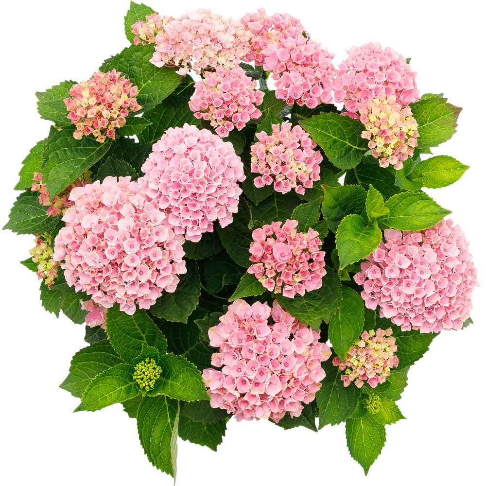 Hortensia 'Revolution Pink' - Image 4