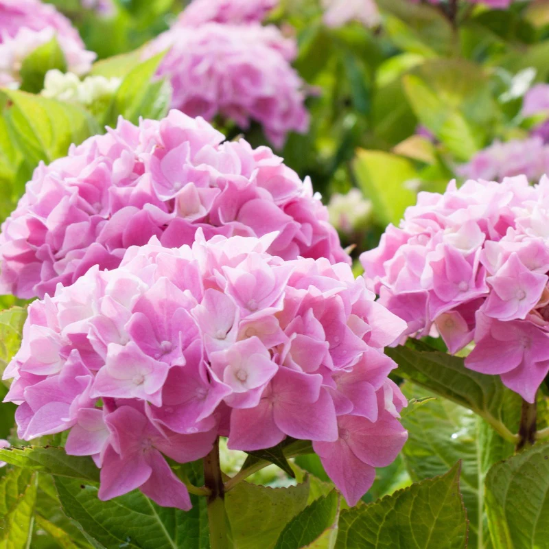 Hortensia rose - Image 2