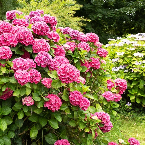 Hortensia rose - Image 3