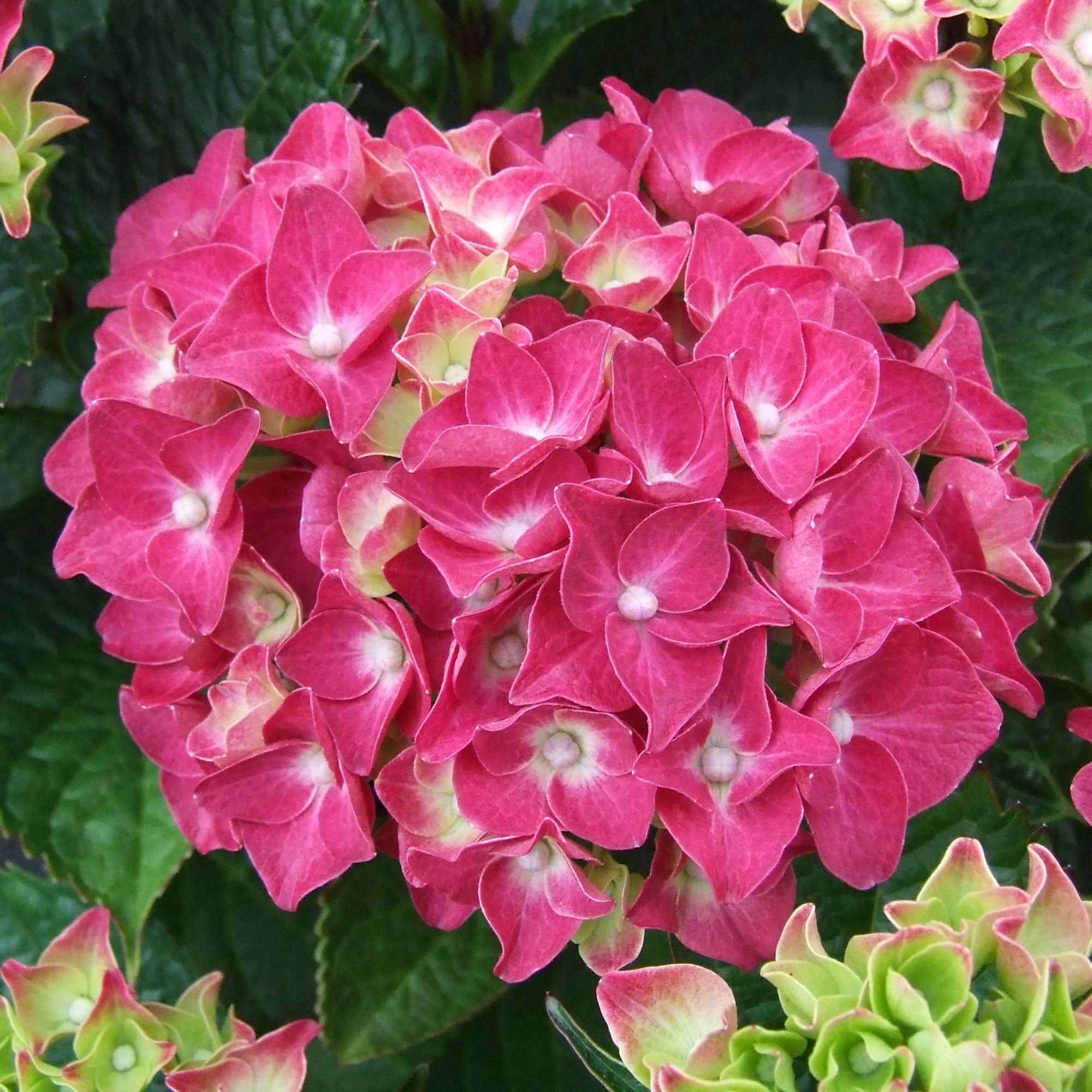 Hortensia rose - Image 4