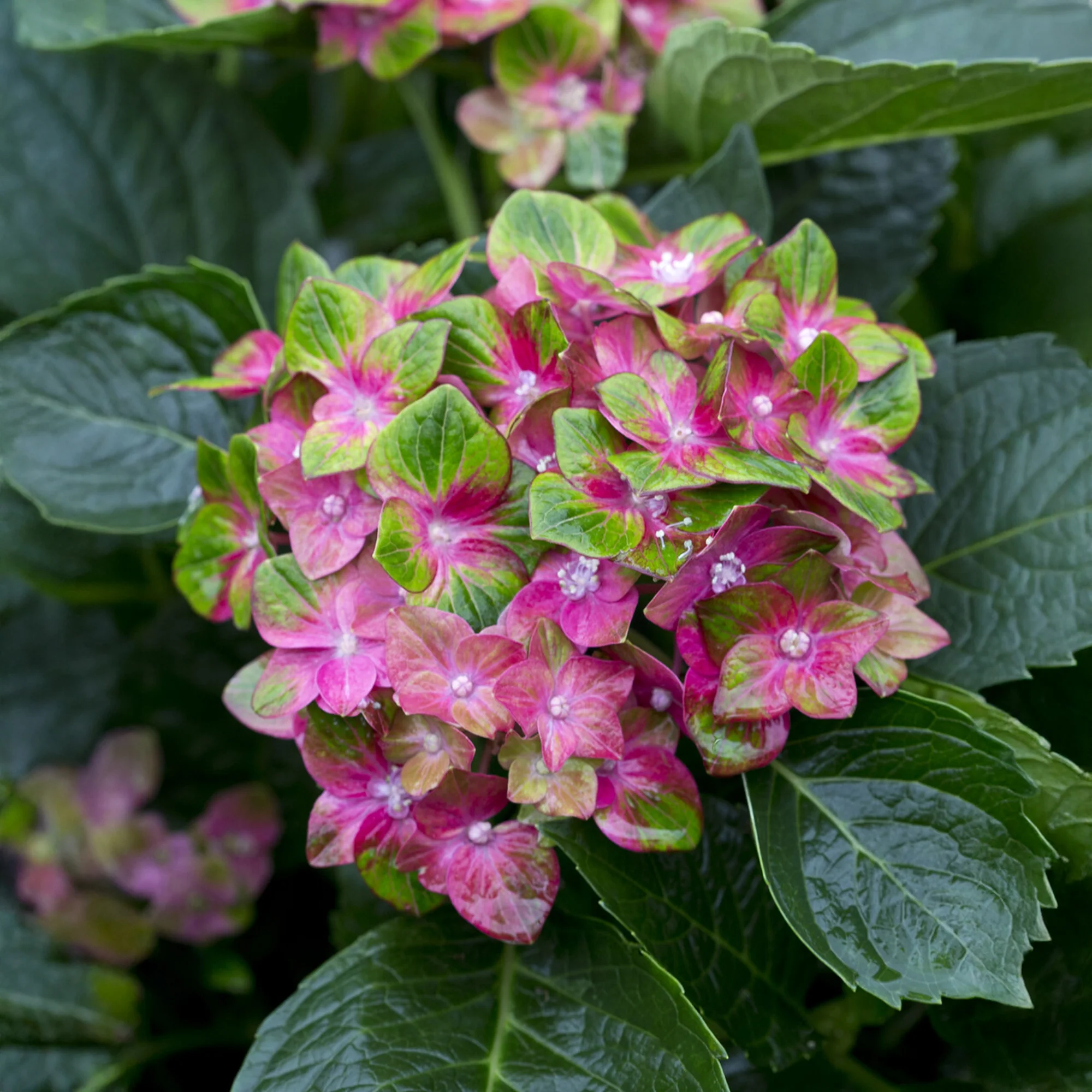 Hortensia Saxon ®