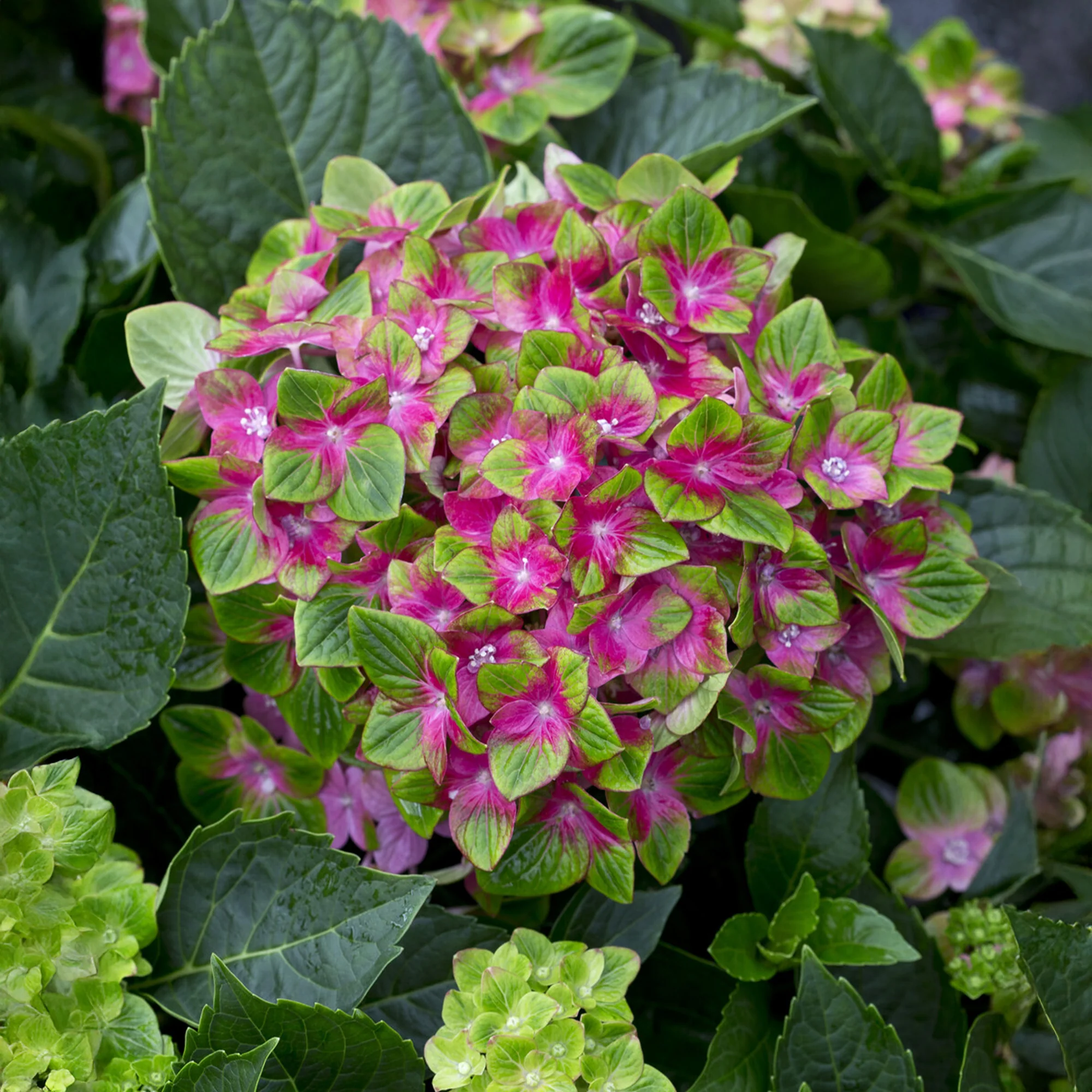Hortensia Saxon ® - Image 3