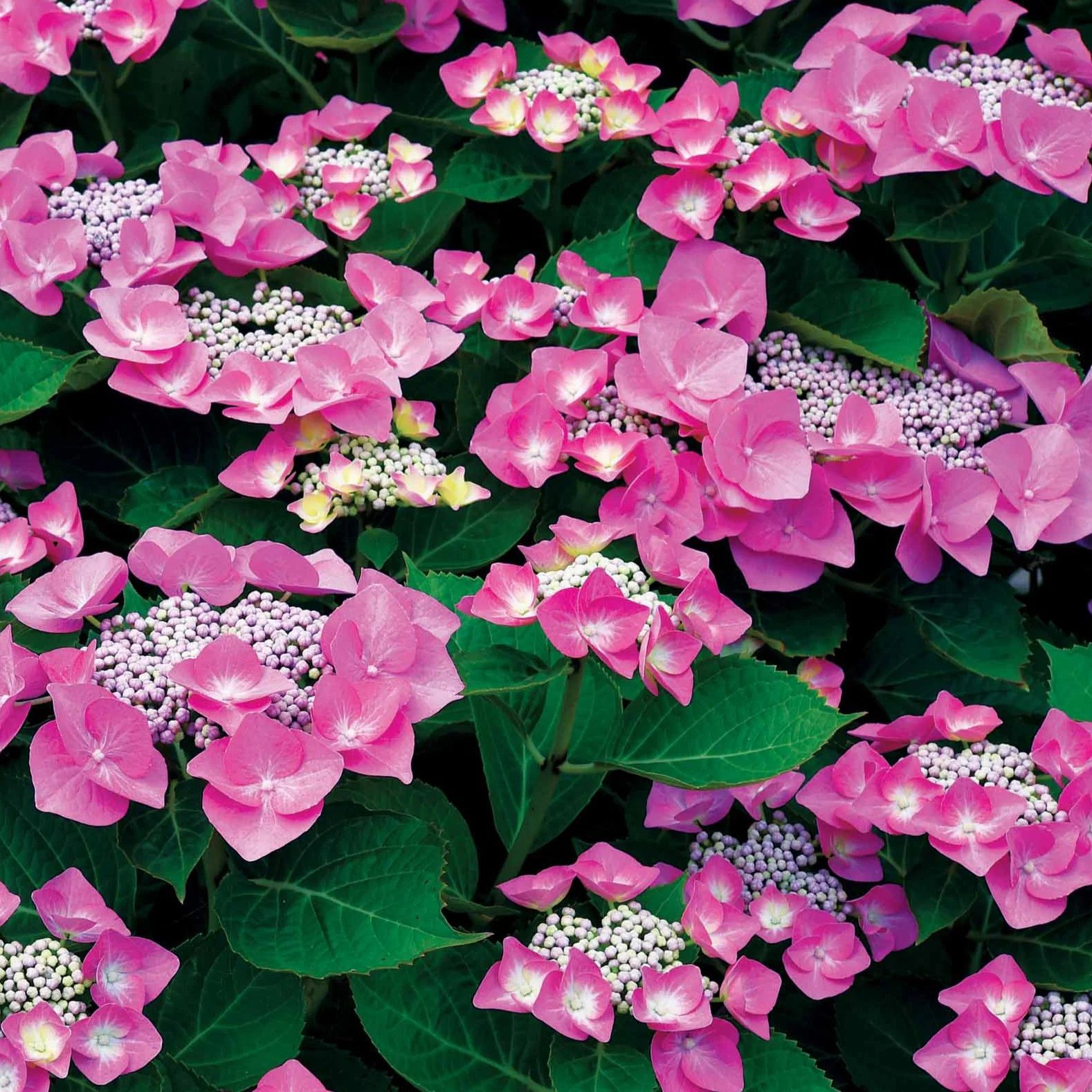 Hortensia Selina