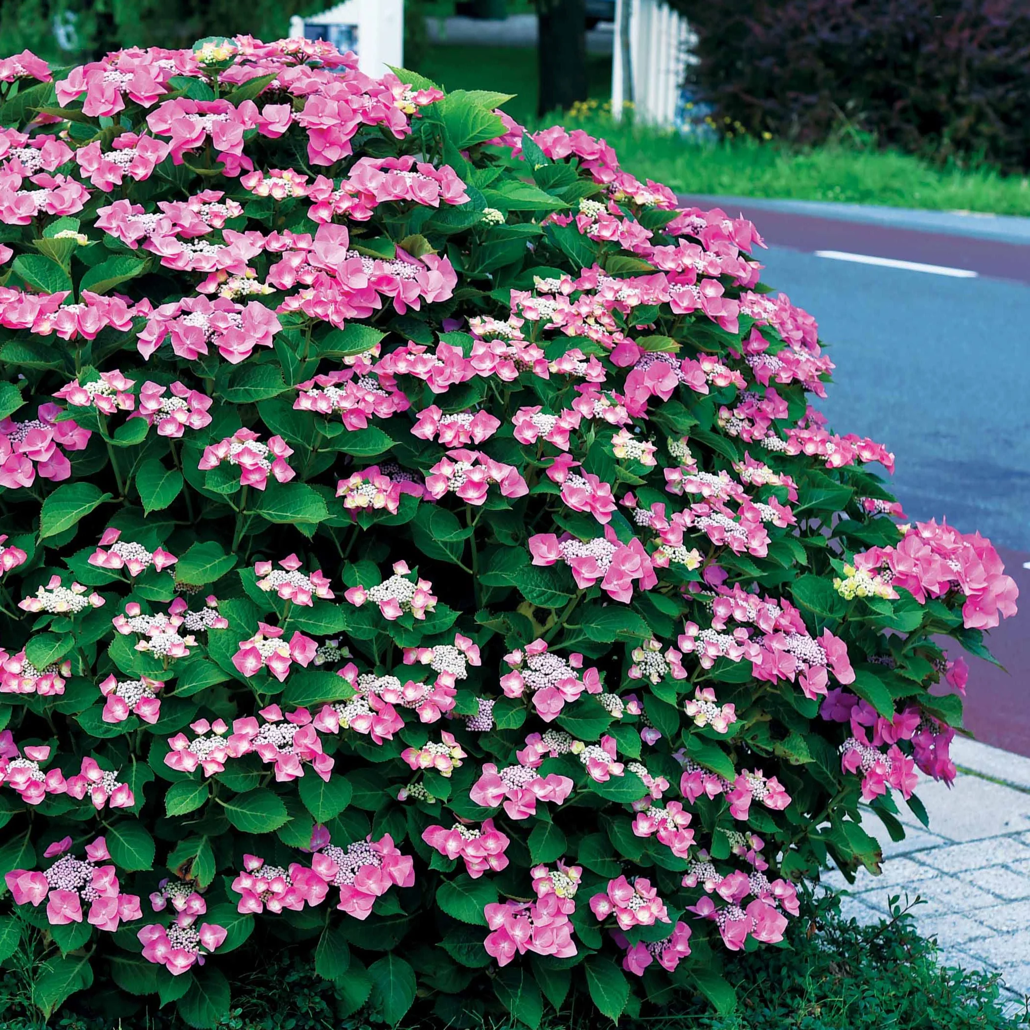 Hortensia Selina - Image 2