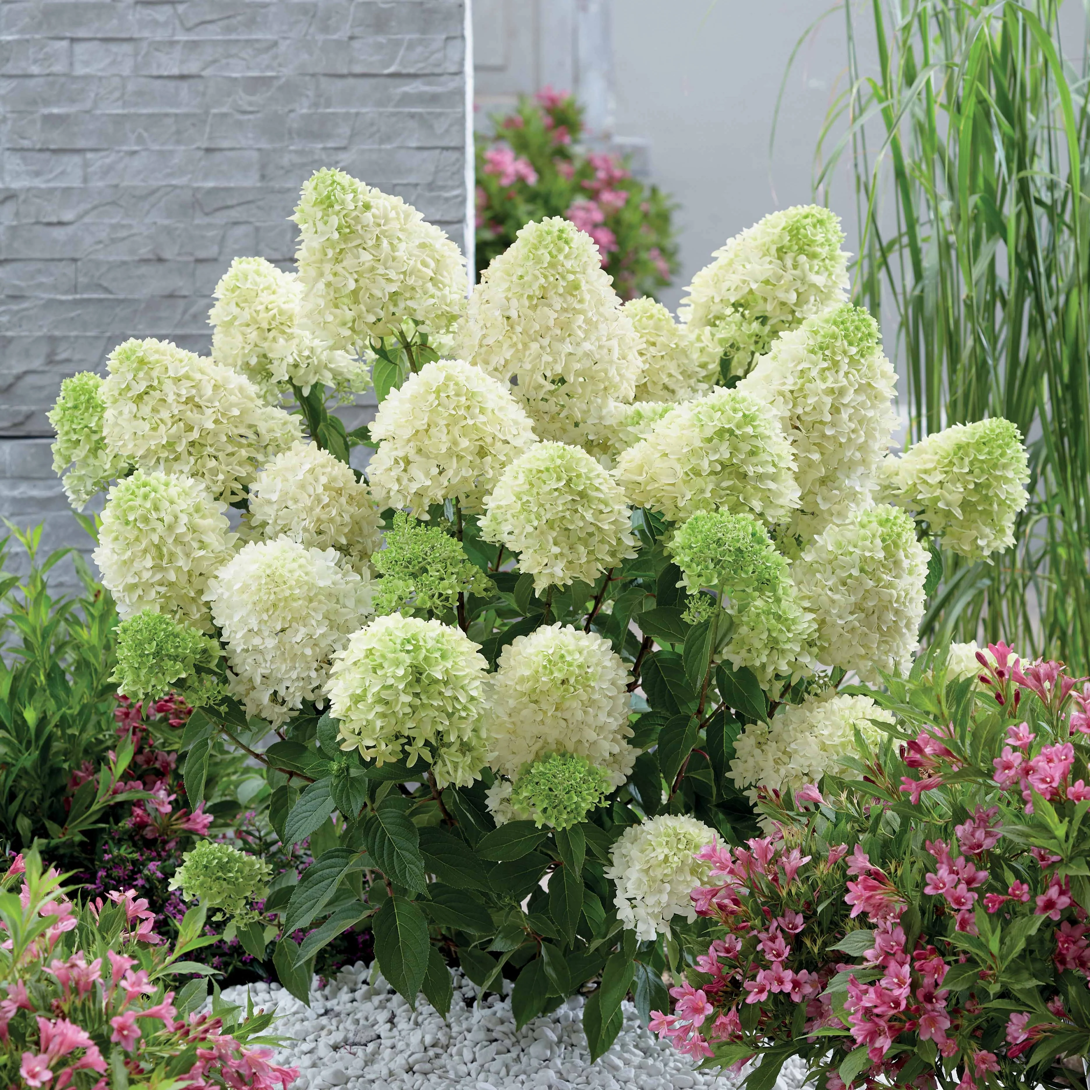 Hortensia 'Skyfall'