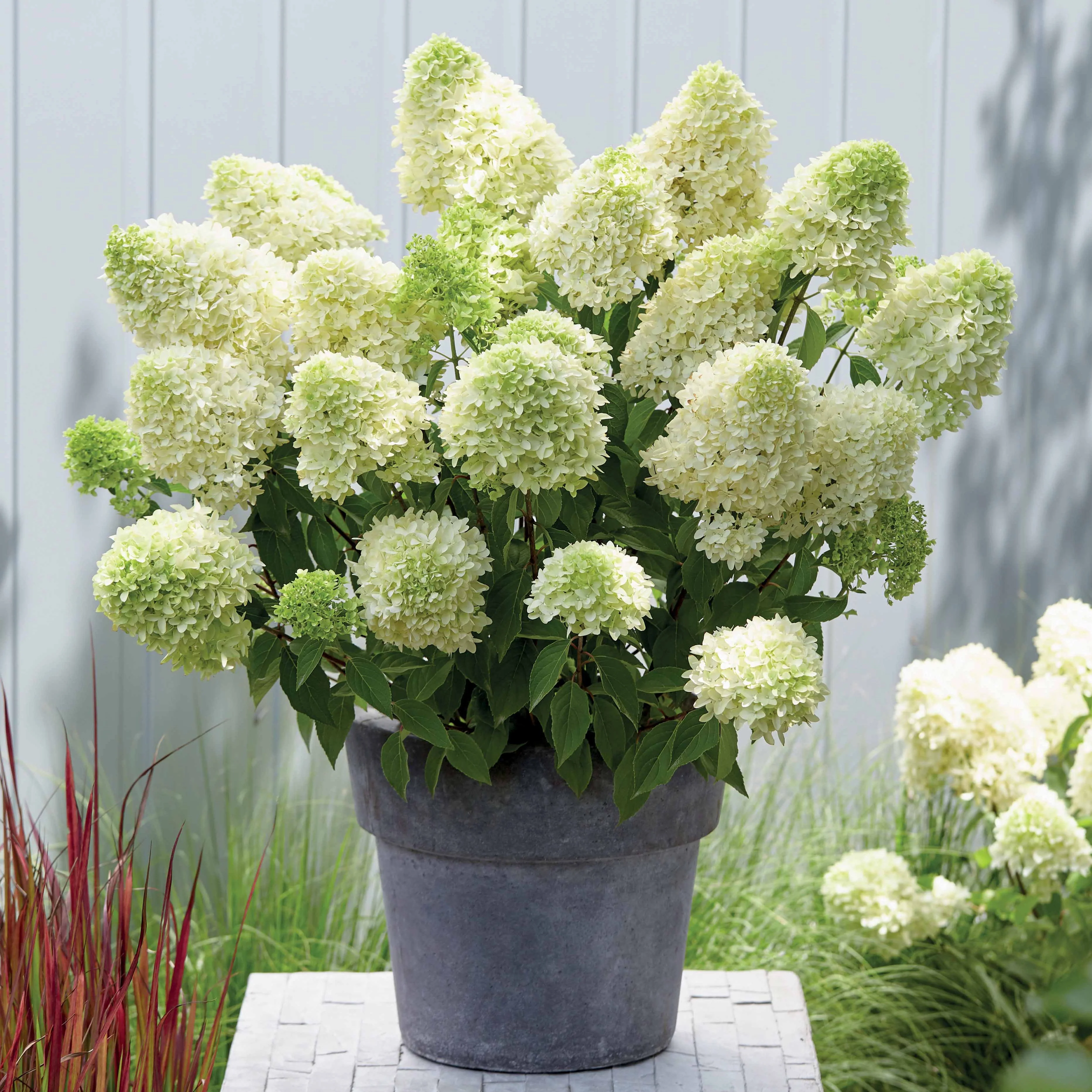 Hortensia 'Skyfall' - Image 3