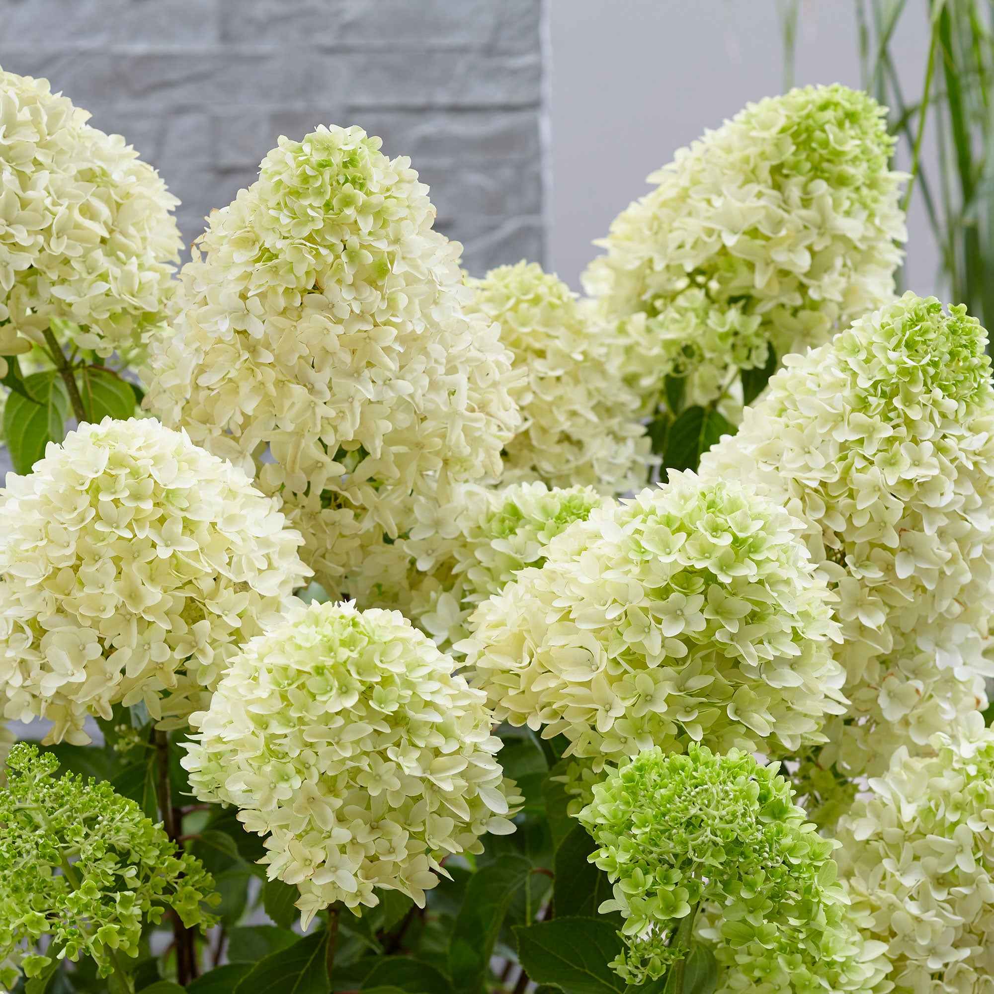 Hortensia 'Skyfall' - Image 4