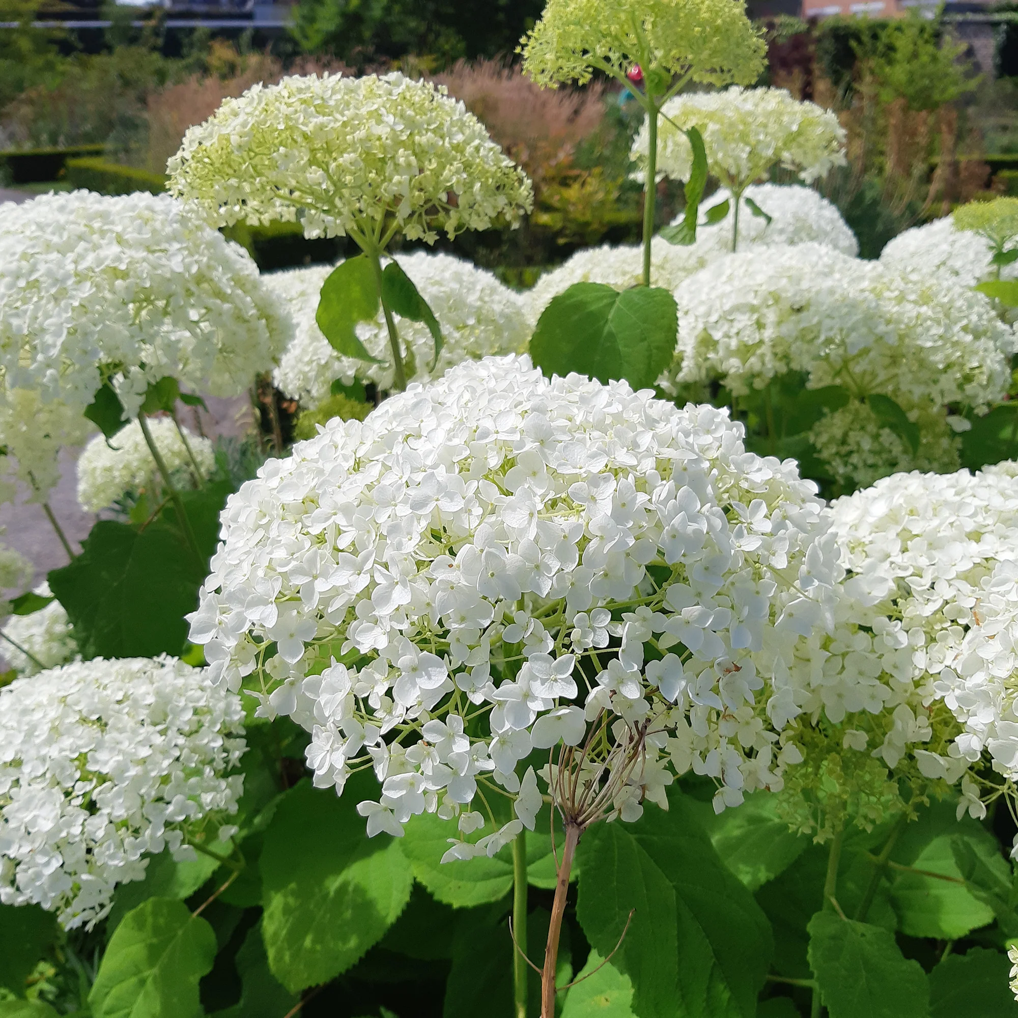 Hortensia 'Strong Annabelle' - Image 3