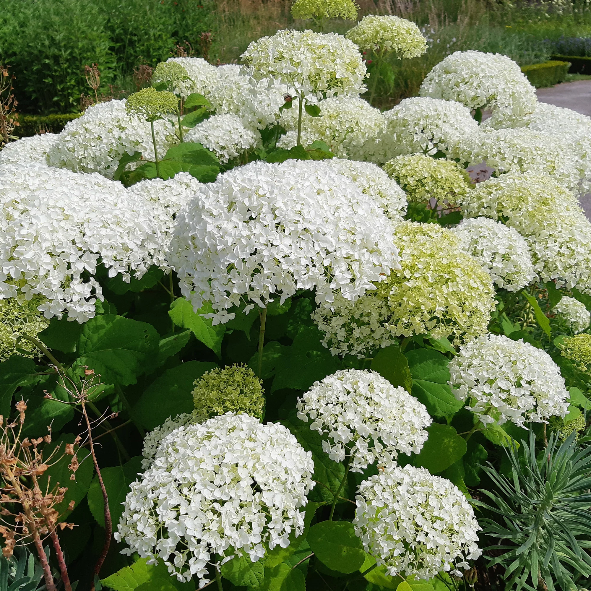Hortensia 'Strong Annabelle' - Image 4