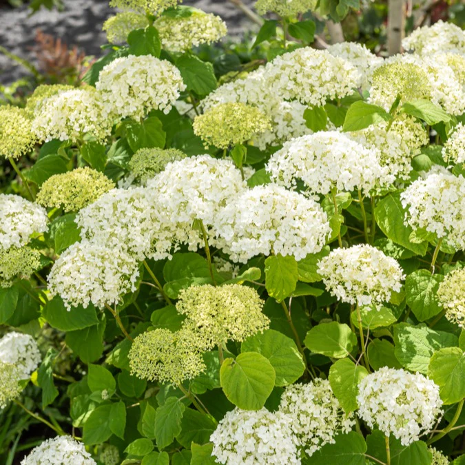 Hortensia 'Strong Annabelle' - Image 5