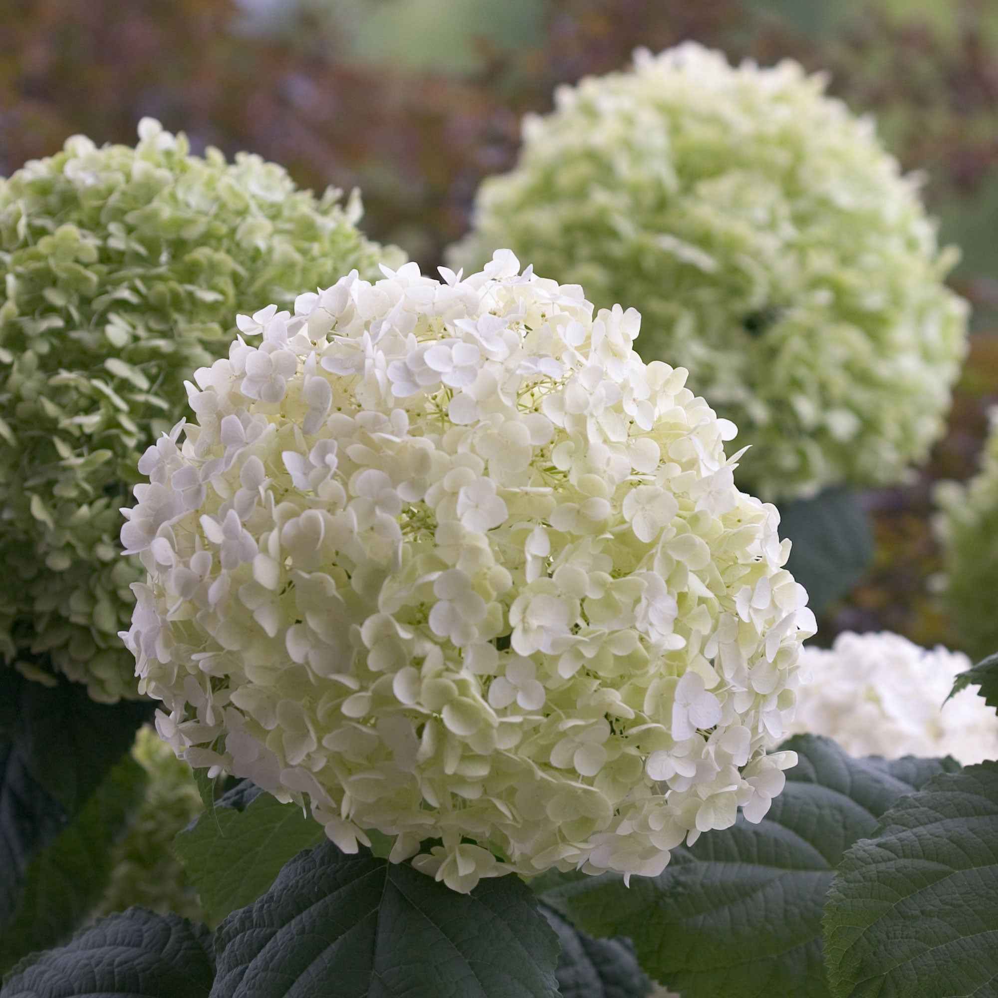 Hortensia 'Strong Annabelle' - Image 6