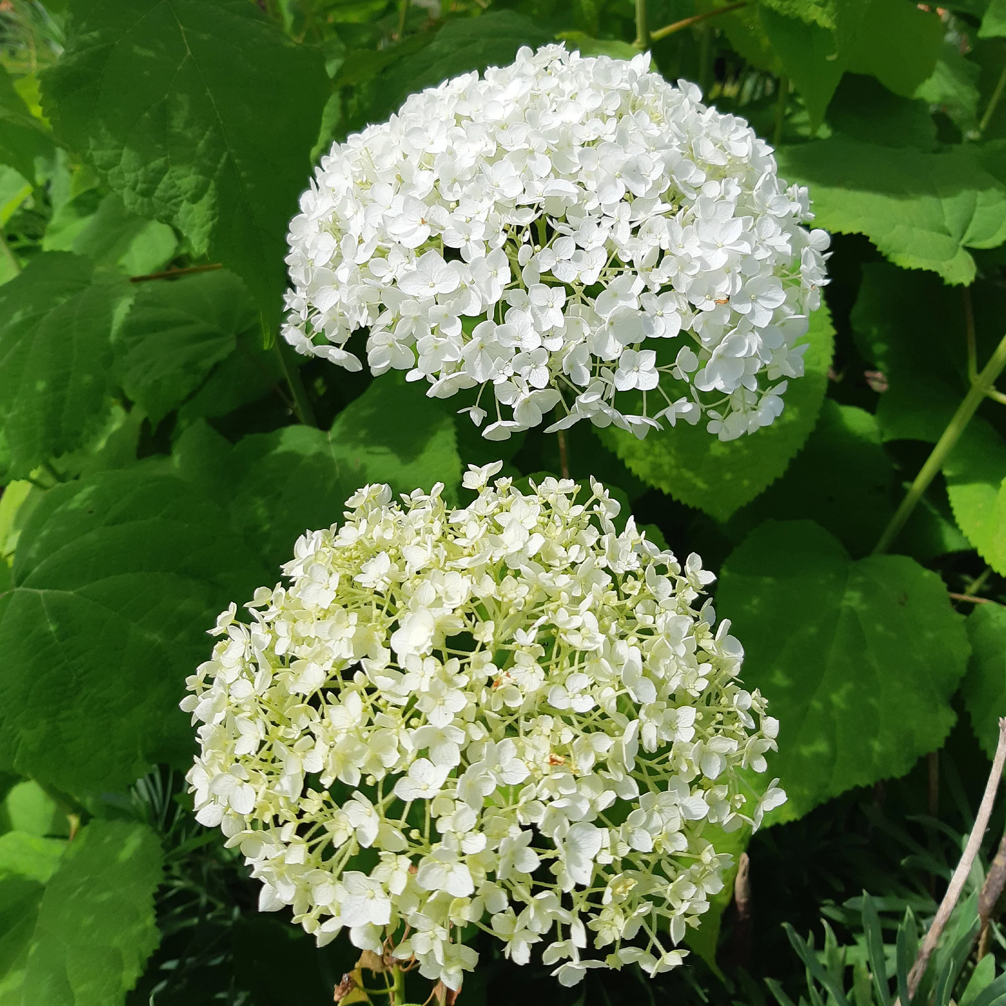 Hortensia 'Strong Annabelle' - Image 7