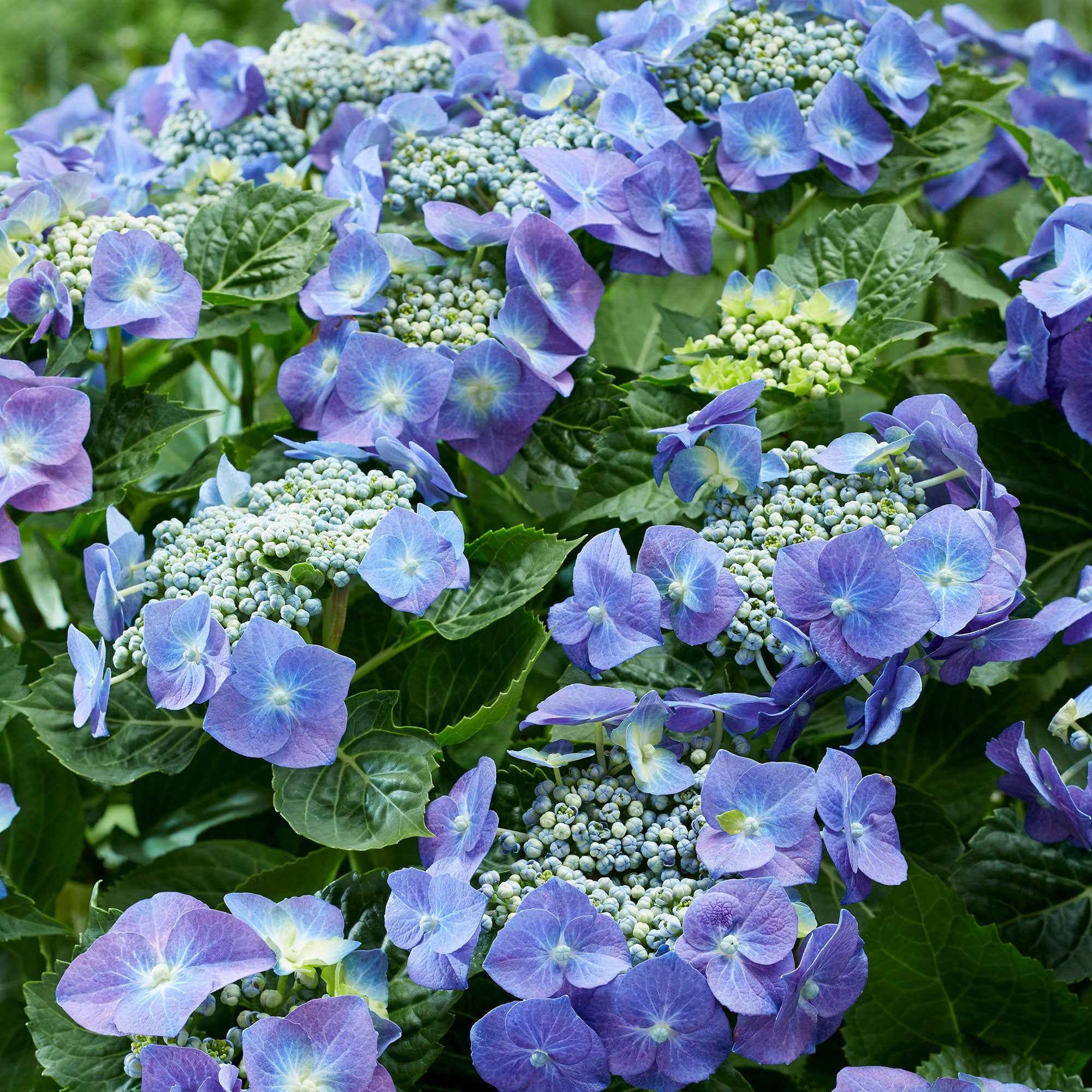 Hortensia 'Teller blue'