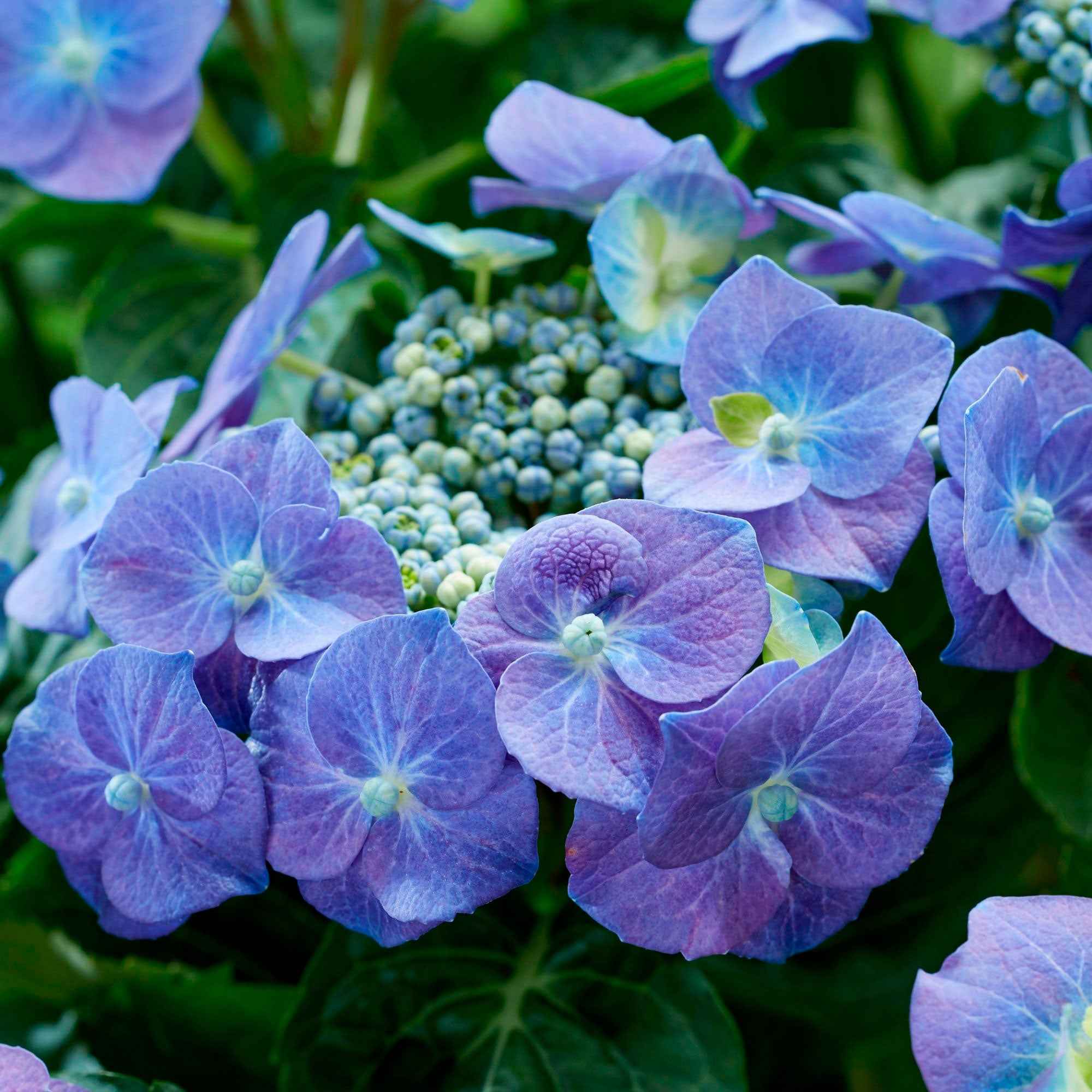 Hortensia 'Teller blue' - Image 2