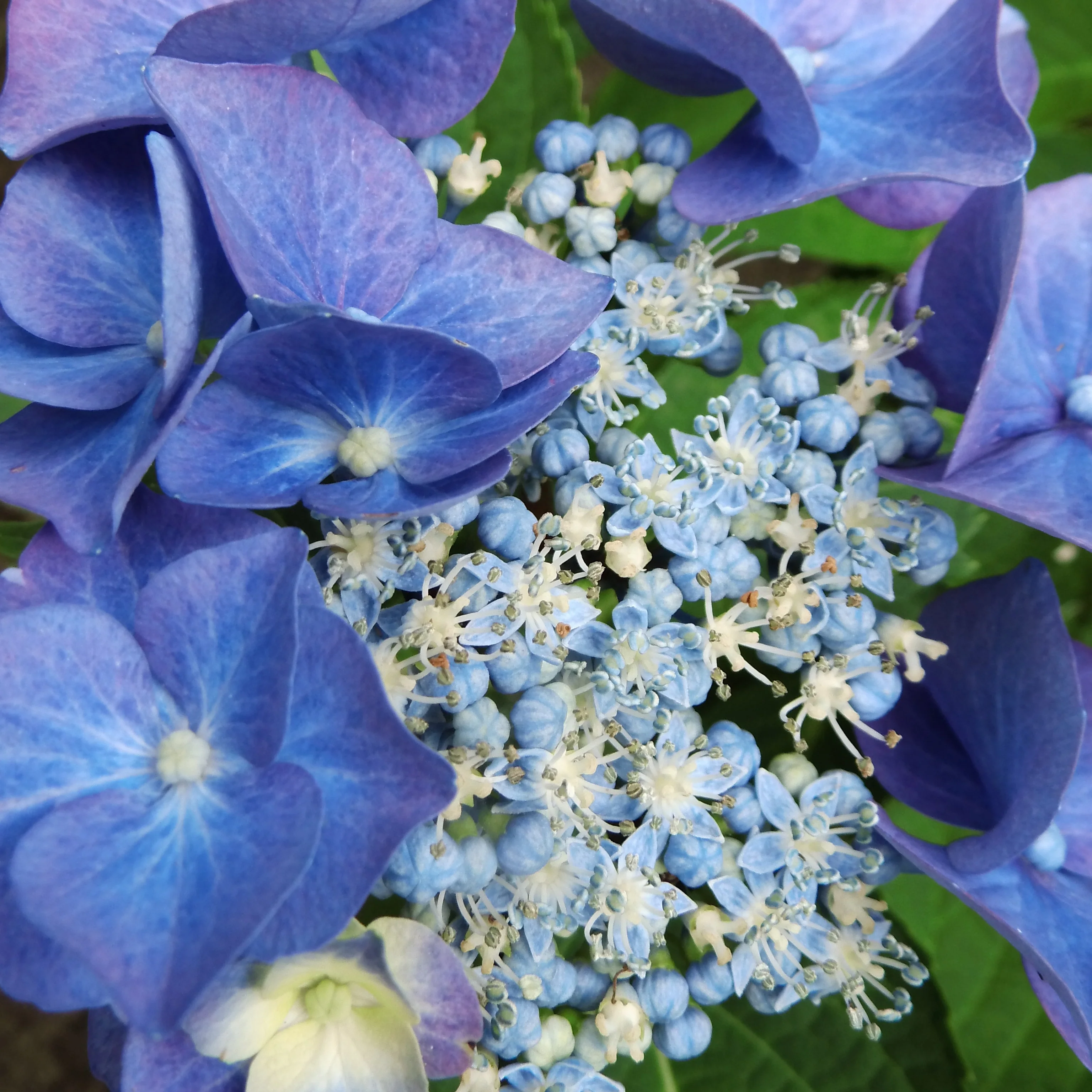 Hortensia 'Teller blue' - Image 3