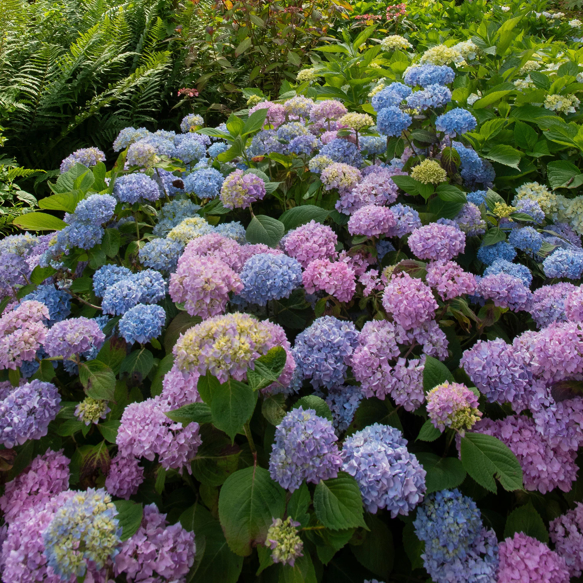 Hortensia tricolore - Image 2