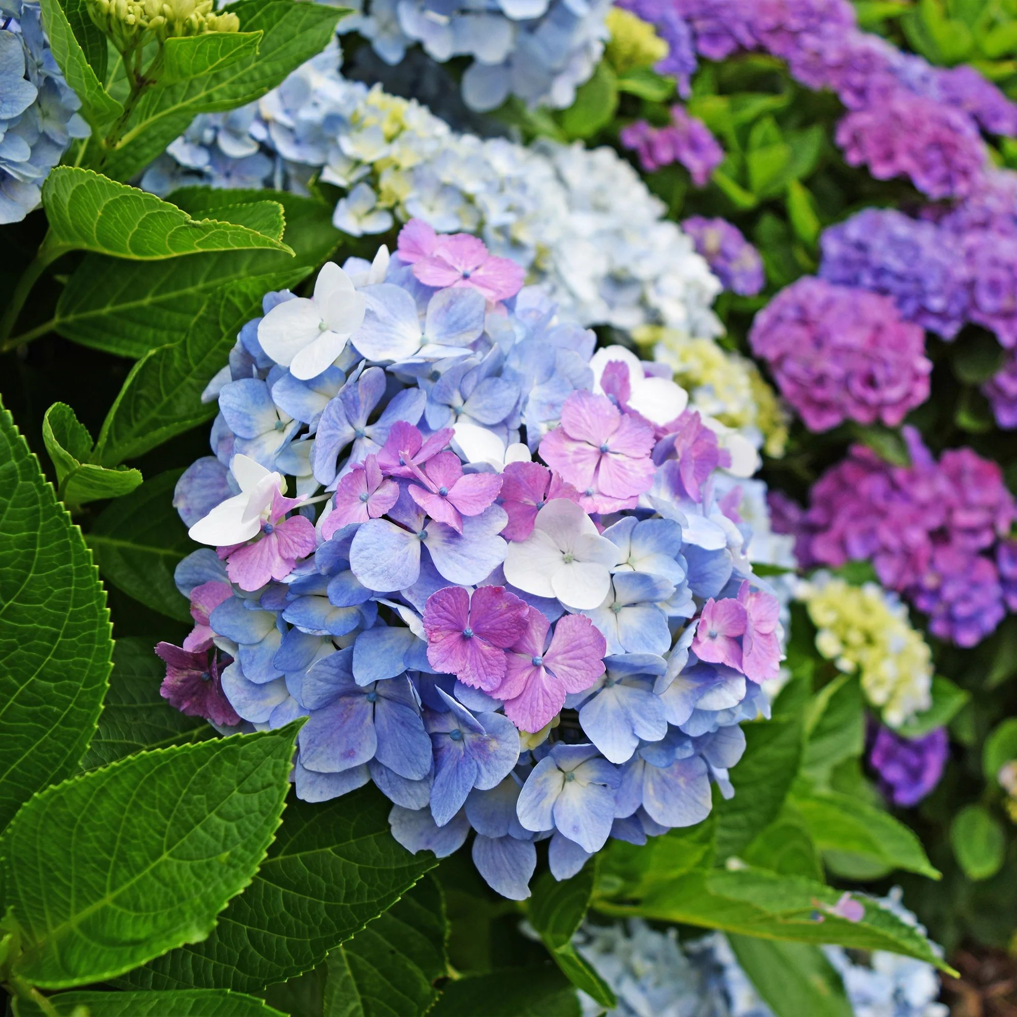 Hortensia tricolore - Image 3