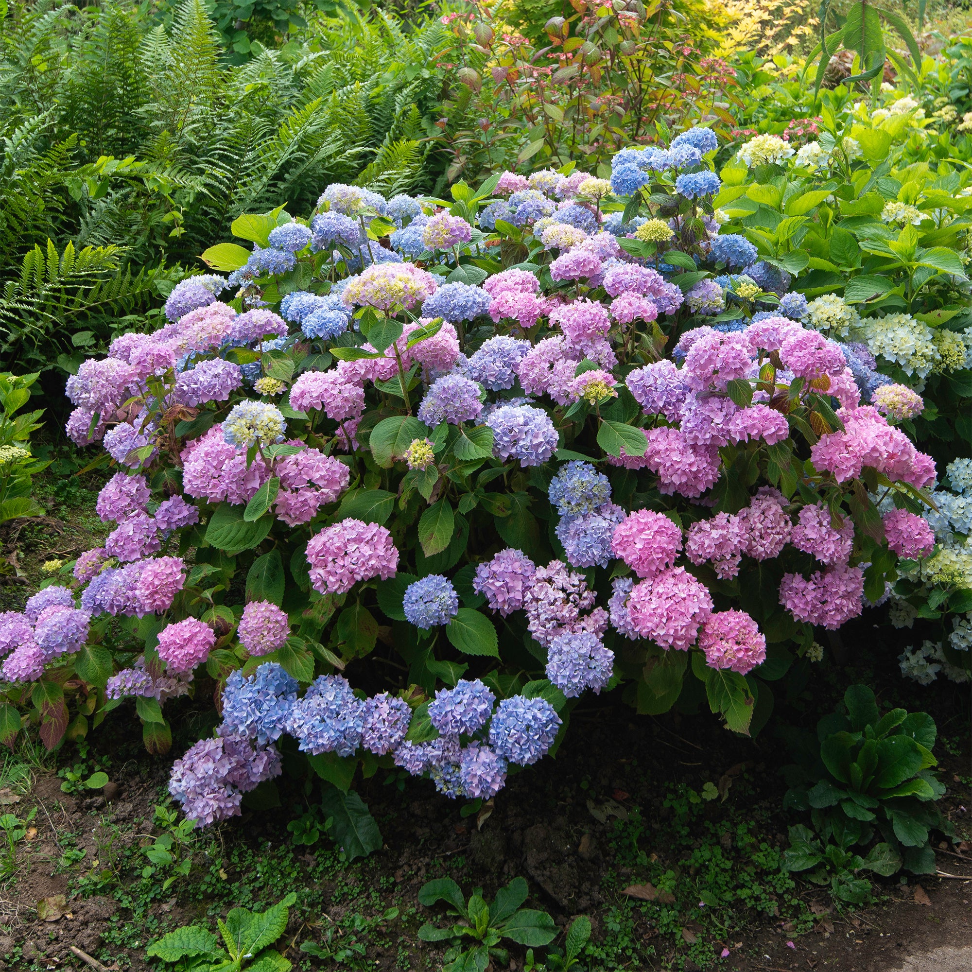 Hortensia tricolore - Image 4