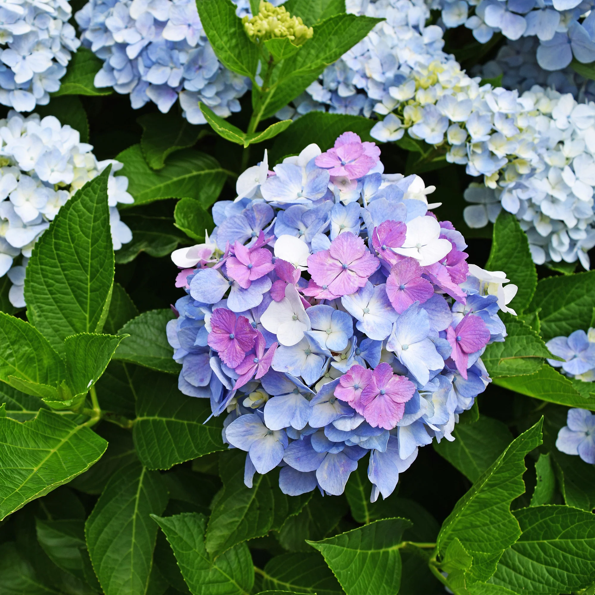 Hortensia tricolore - Image 5