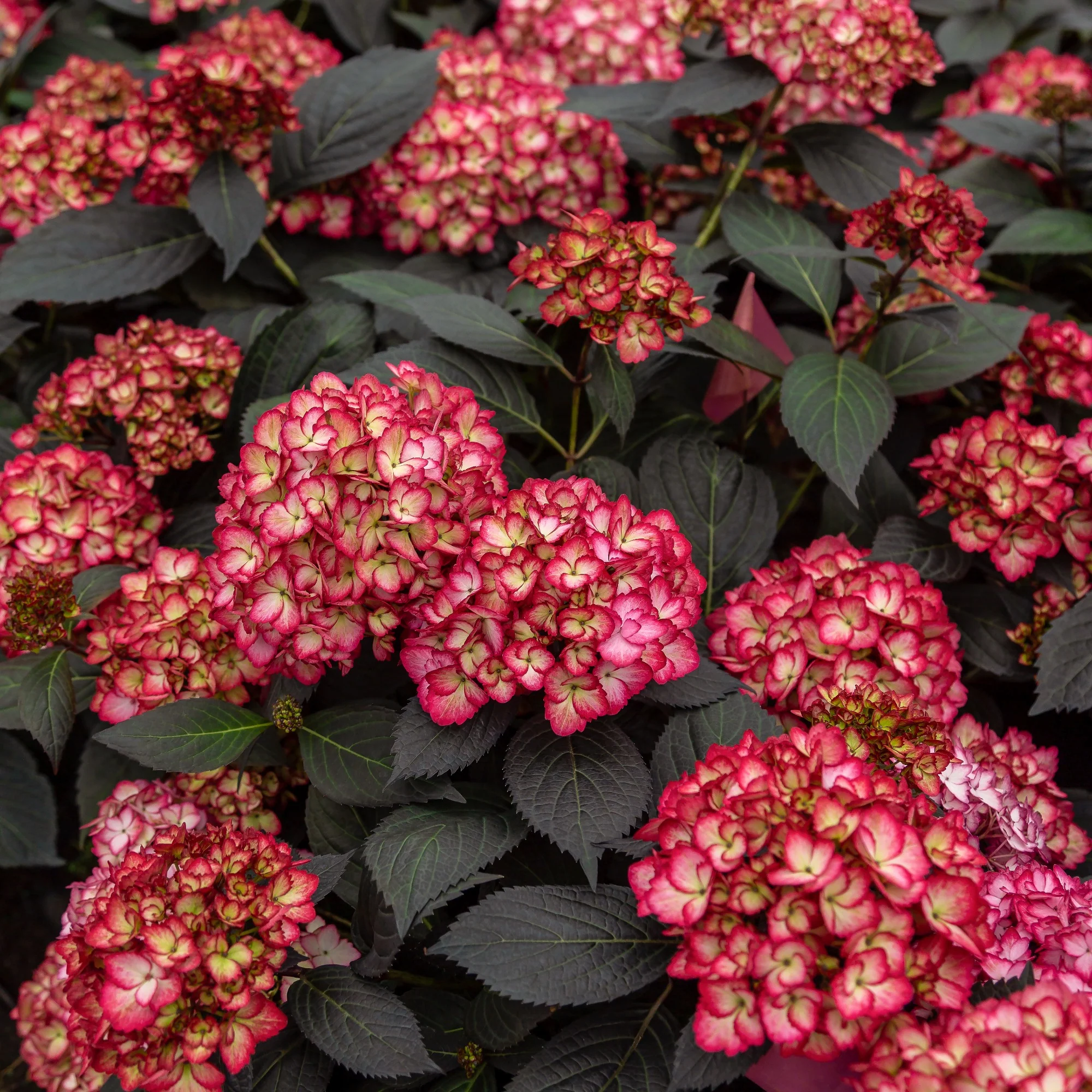 Hortensie macrophylla 'Eclipse Bailmacseven' - Image 2