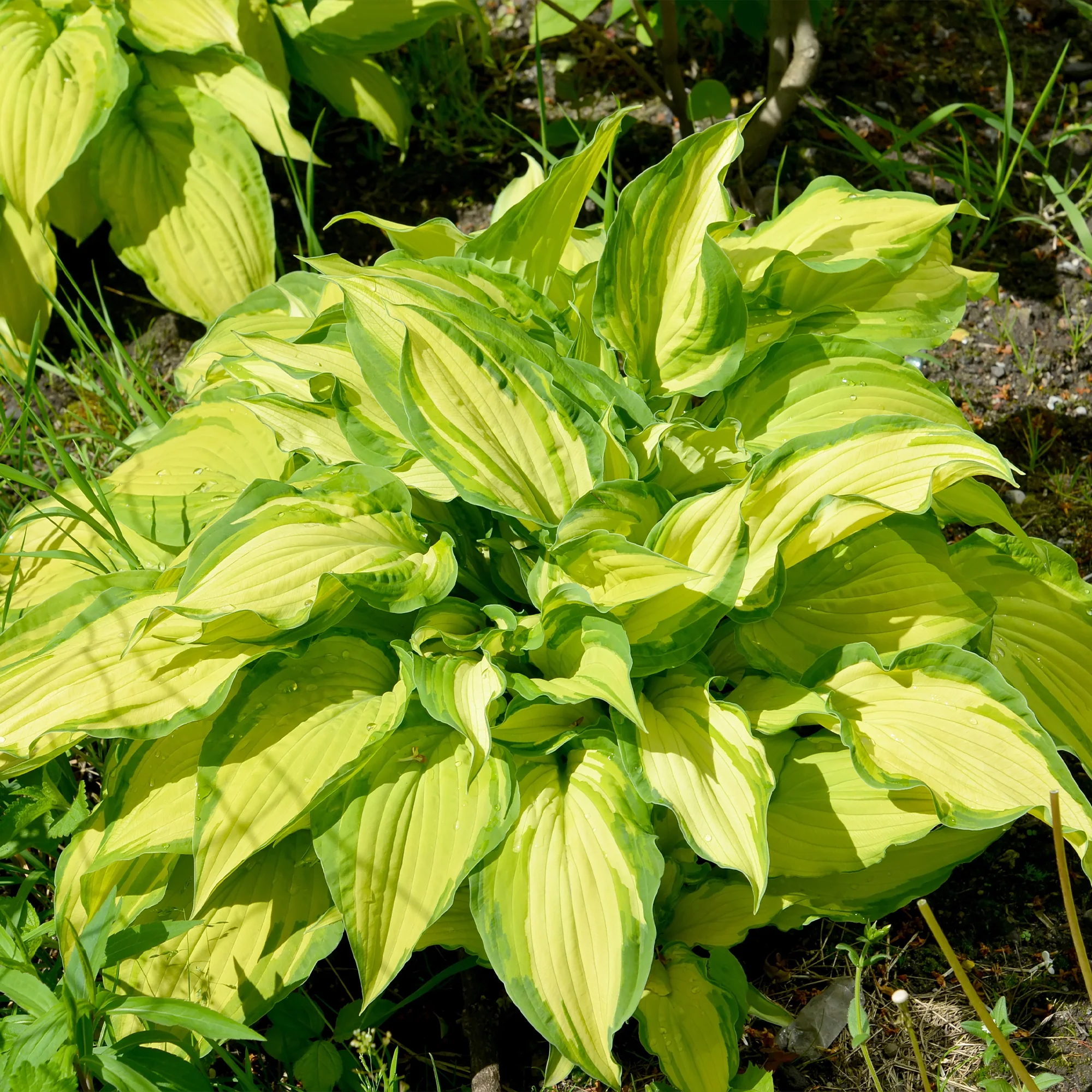 Hosta à feuilles jaunes Albopicta