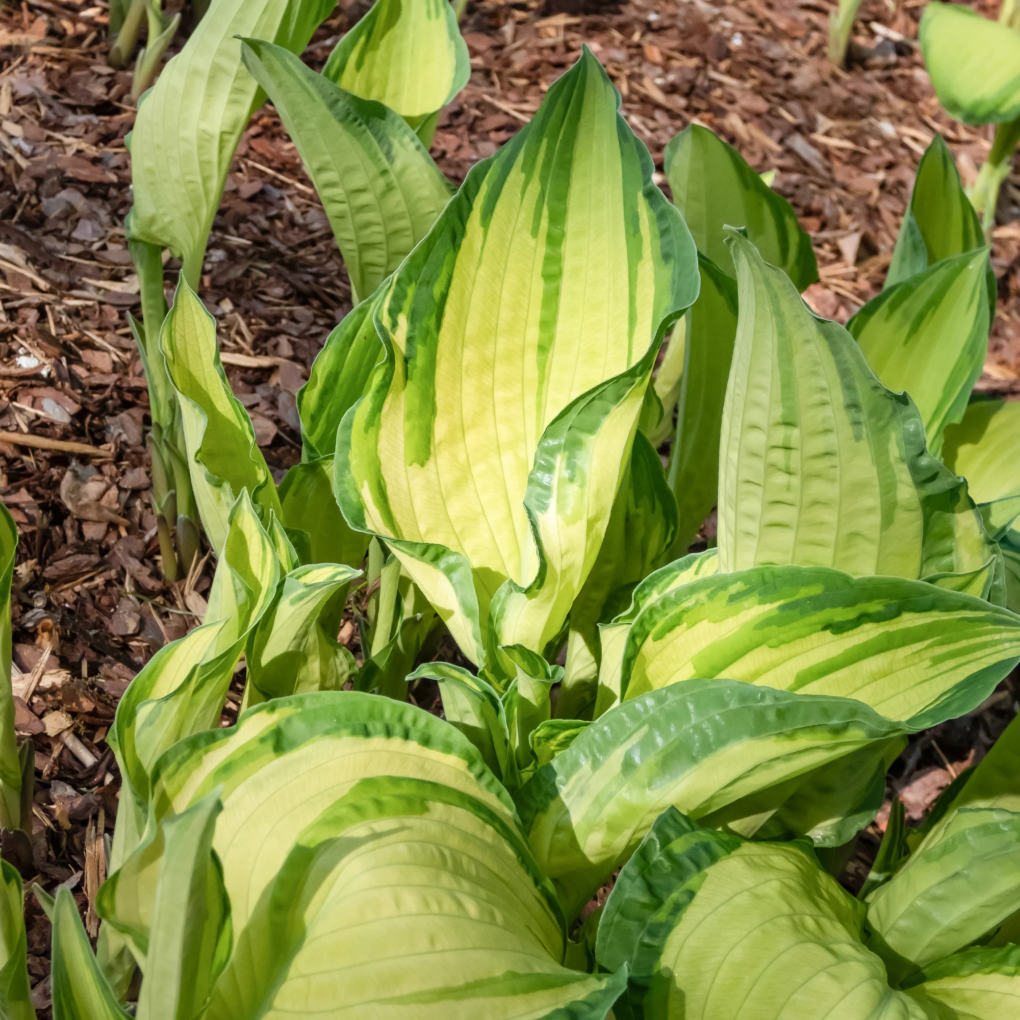 Hosta à feuilles jaunes Albopicta - Image 2