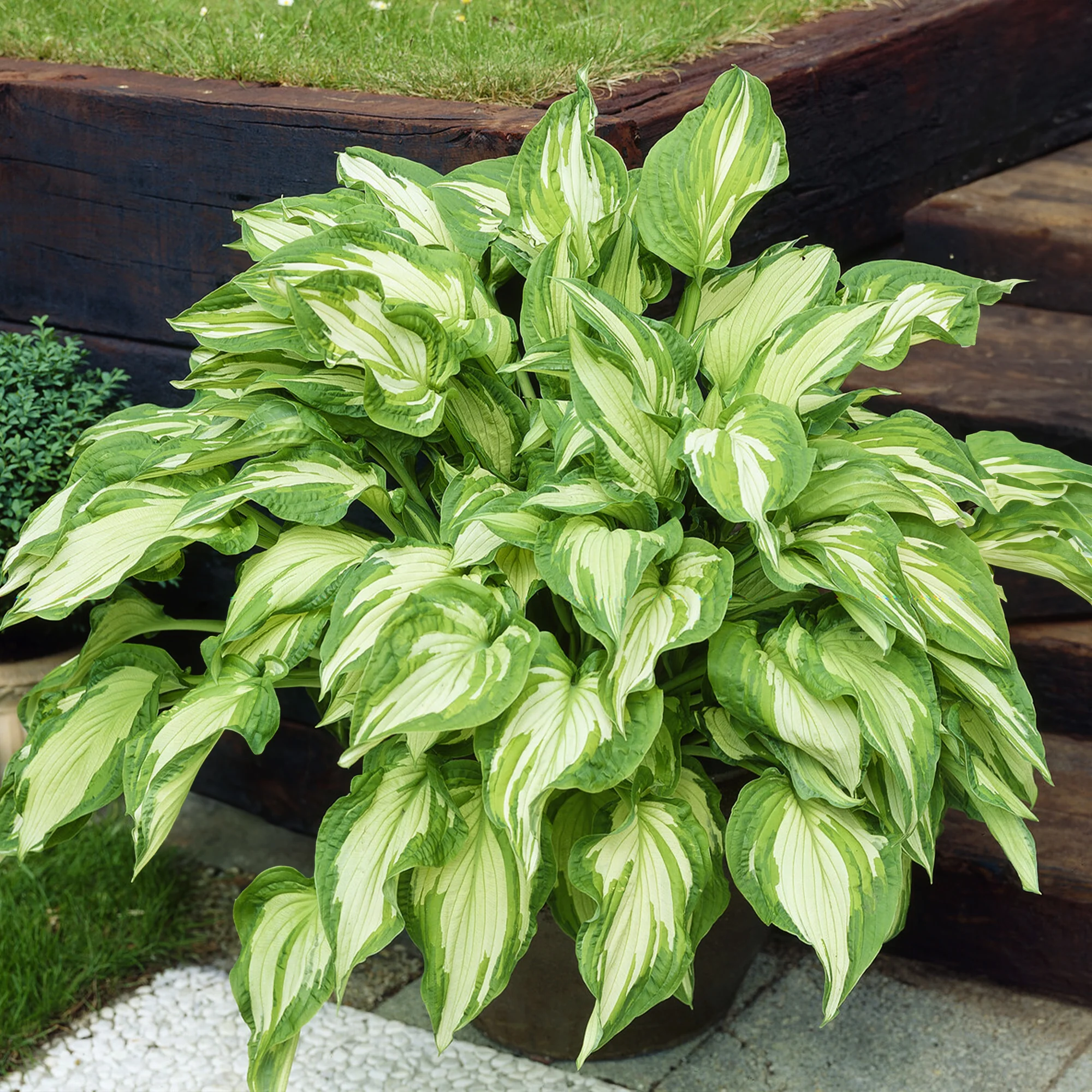Hosta à feuilles jaunes Albopicta - Image 3