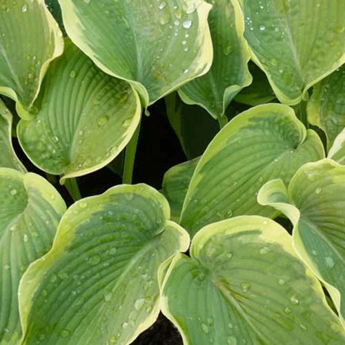 Hosta American Halo