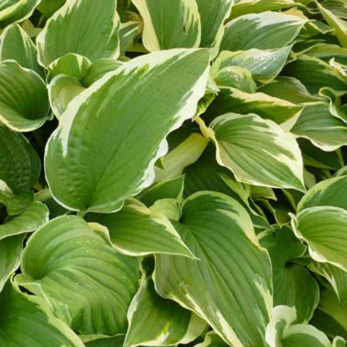Hosta Antioch