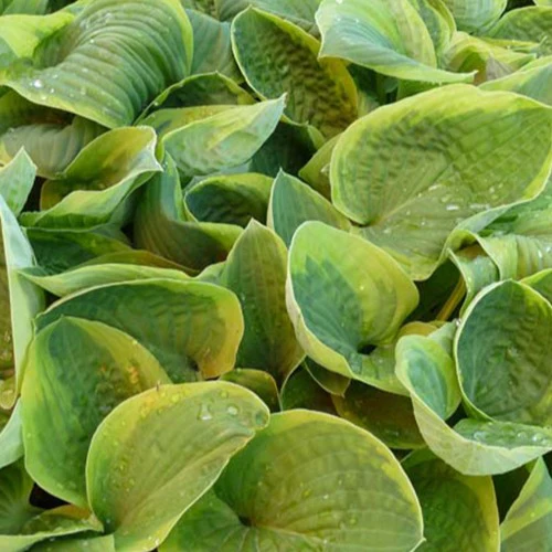 Hosta August Beauty