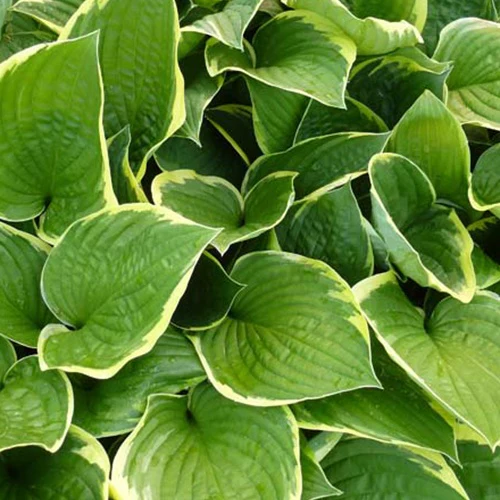 Hosta Aureomarginata Funkia - Image 2
