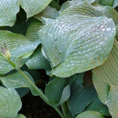 Hosta Blue Angel Funkia - Image 2